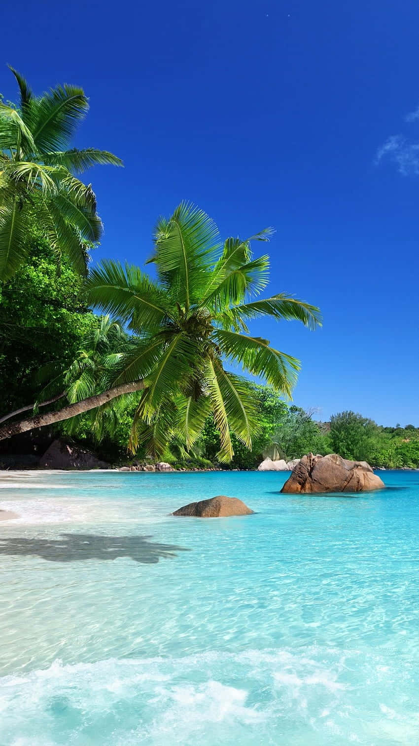 Caribbean Beach 桌布 壁紙 — 熱帶天堂，碧綠海水、輕柔海浪，茂密棕櫚樹在清澈藍天下搖曳。