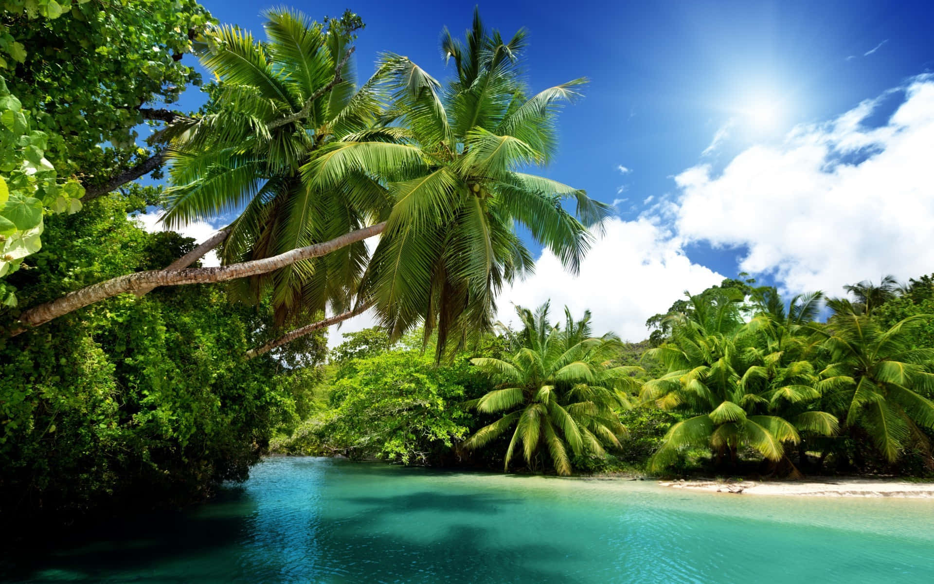 Beach Palm Trees 桌布 壁紙 — 熱帶天堂，碧綠色的海水蜿蜒穿過茂密的綠色棕櫚樹，在明亮的藍天下。