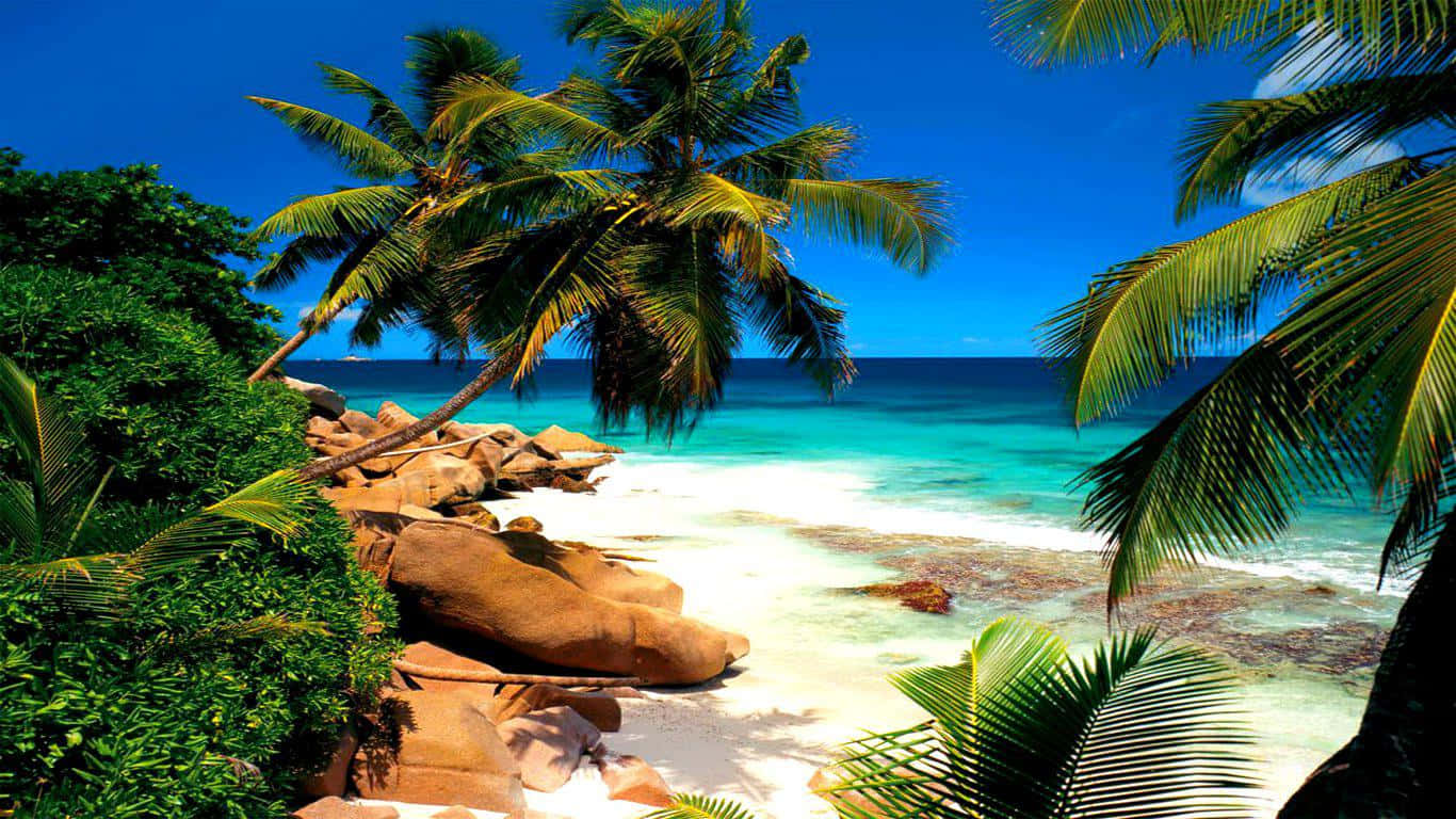 Seychelles Beach 桌布 壁紙 — 熱帶天堂，碧藍海水、白色沙灘和茂密棕櫚樹，在湛藍天空下。