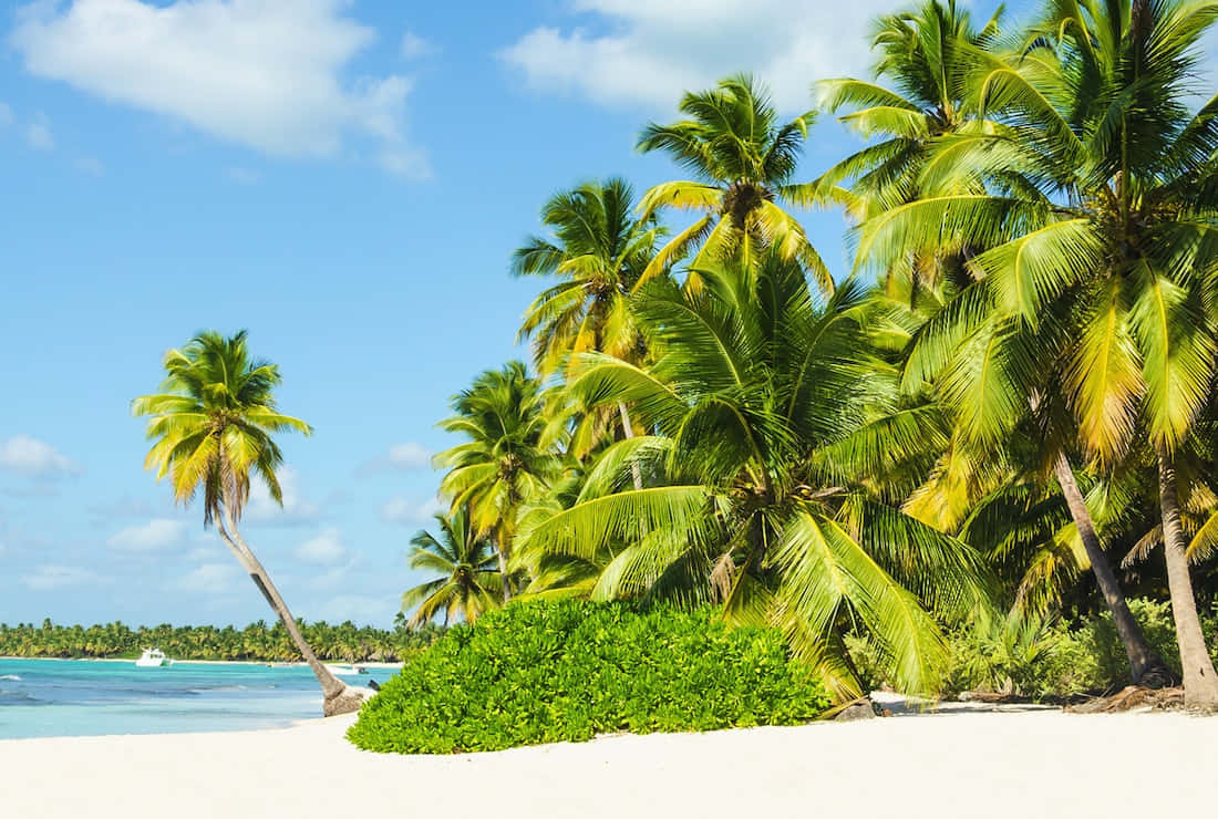 Jamaican Island 桌布 壁紙 — 熱帶天堂，茂密的棕櫚樹在湛藍的天空下搖曳在純淨的白色沙灘上。