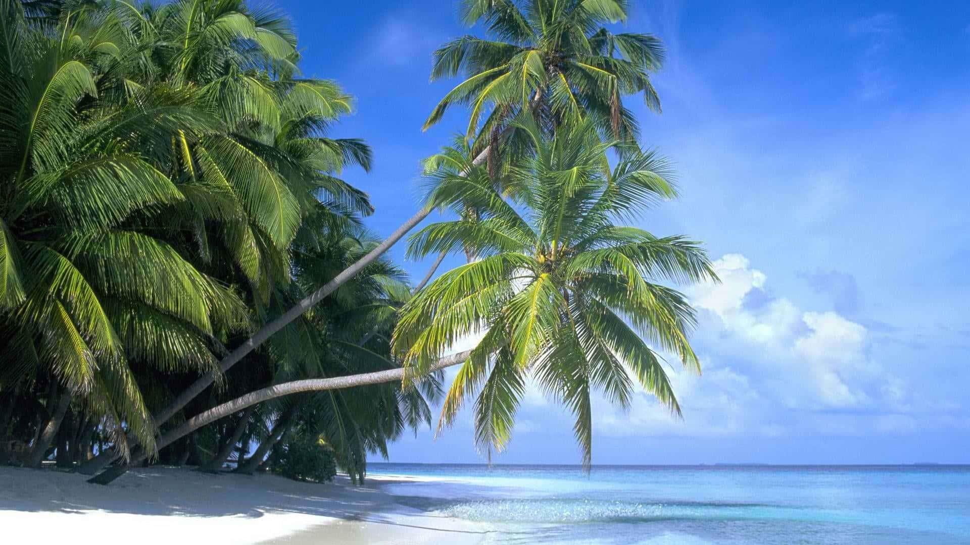 Tropical Island 桌布 壁紙 — 熱帶天堂，茂密的棕櫚樹在白色沙灘上搖曳，旁邊是碧綠的海洋，頭上是明亮的藍天。