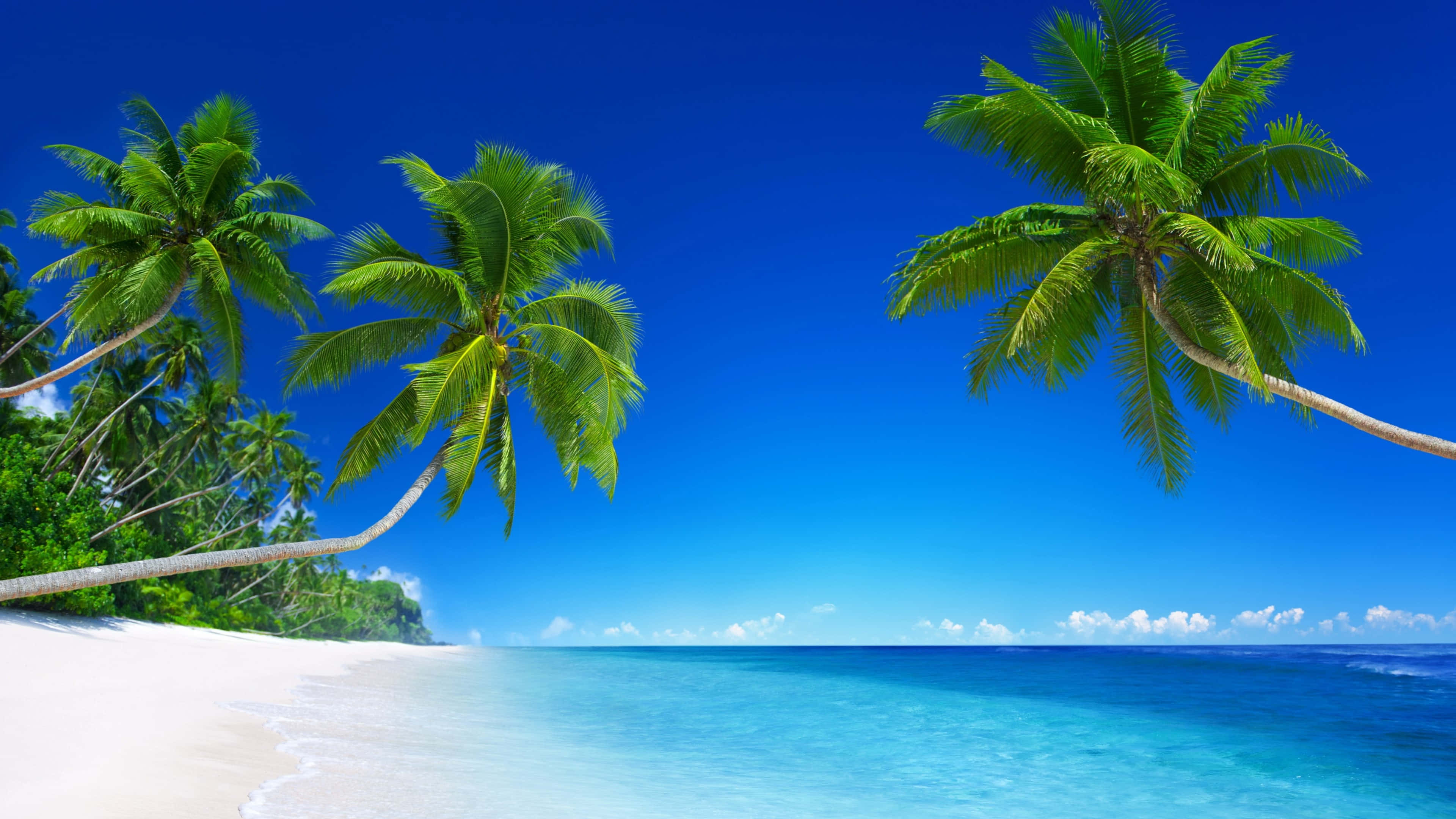 Tropical Island 桌布 壁紙 — 熱帶天堂，茂密的綠色棕櫚樹在純淨的白色沙灘上搖曳，沙灘與碧綠色的海洋相接，上方是充滿活力的藍天。