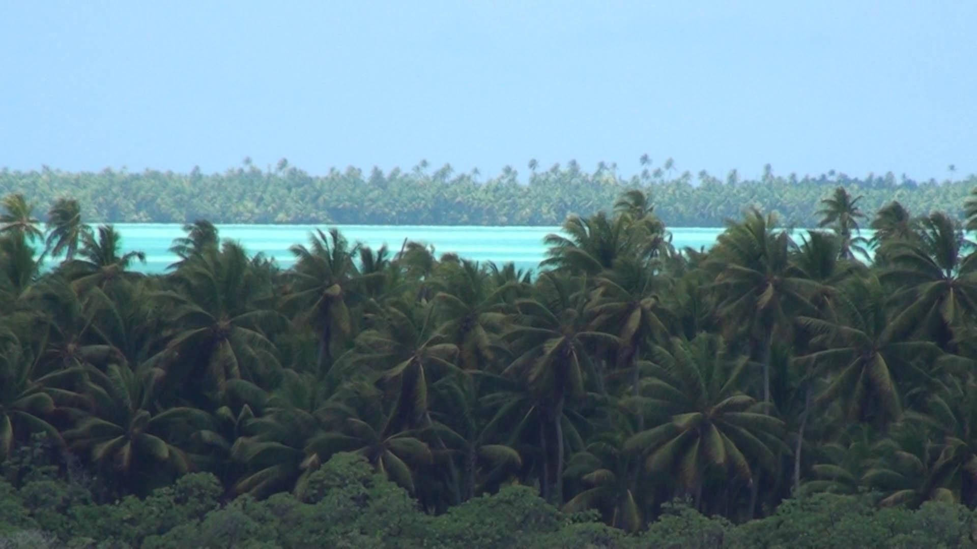 Kiribati 桌布 壁紙 — 熱帶天堂中，茂密的綠色棕櫚樹沿著碧綠色的潟湖排列，上方是清澈的藍天。