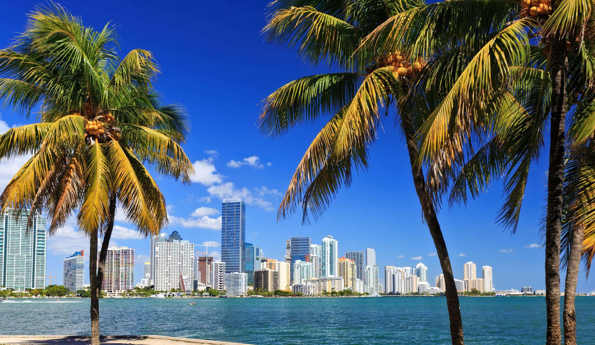 Miami 桌布 壁紙 — 熱帶棕櫚樹在晴朗藍天與零星白雲下，襯托出充滿活力的邁阿密天際線。