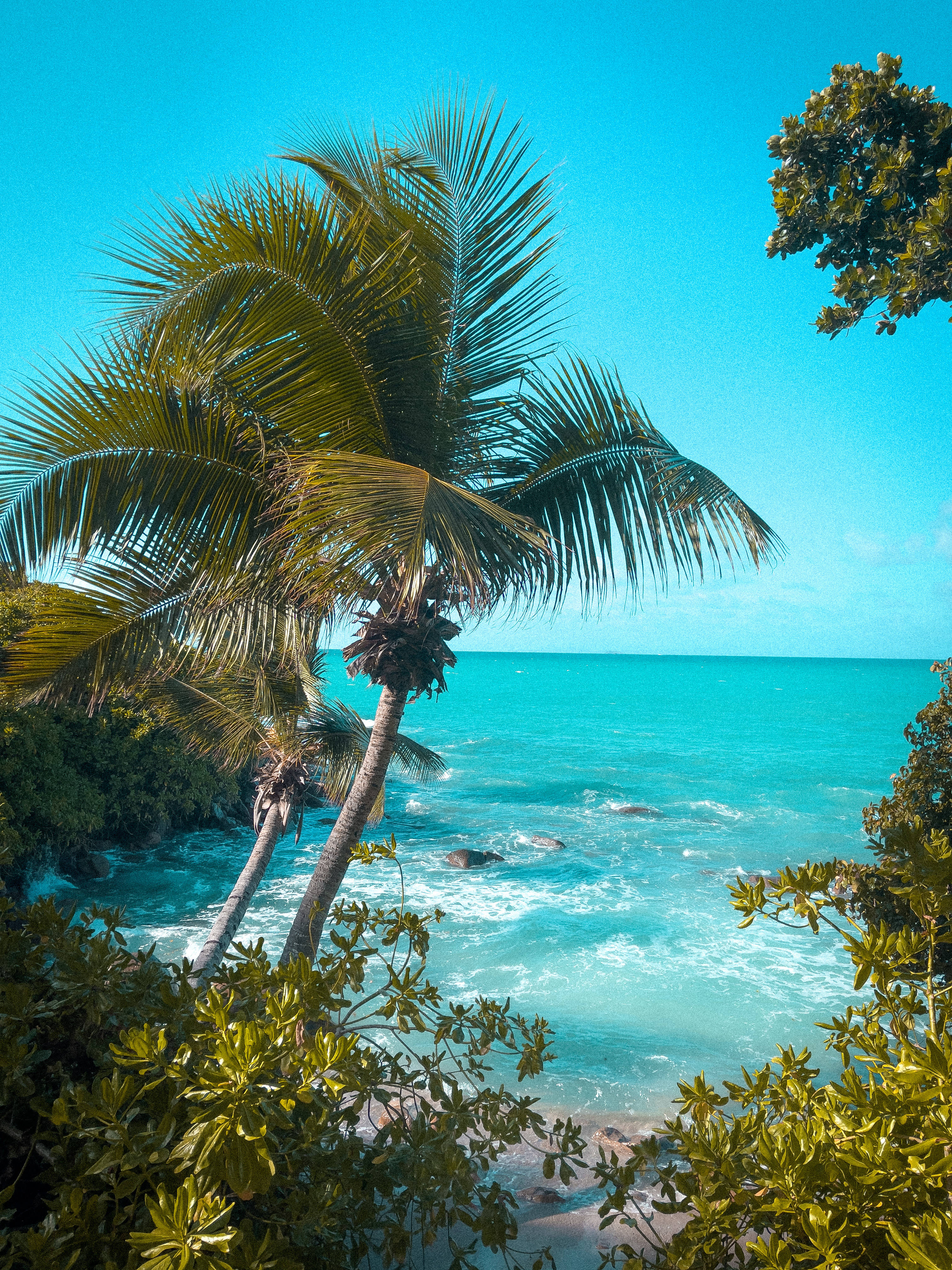 Seychelles 桌布 壁紙 — 熱帶棕櫚樹在碧綠的海浪上搖曳，襯托著晴朗的藍天，周圍環繞著茂密的綠色樹葉。