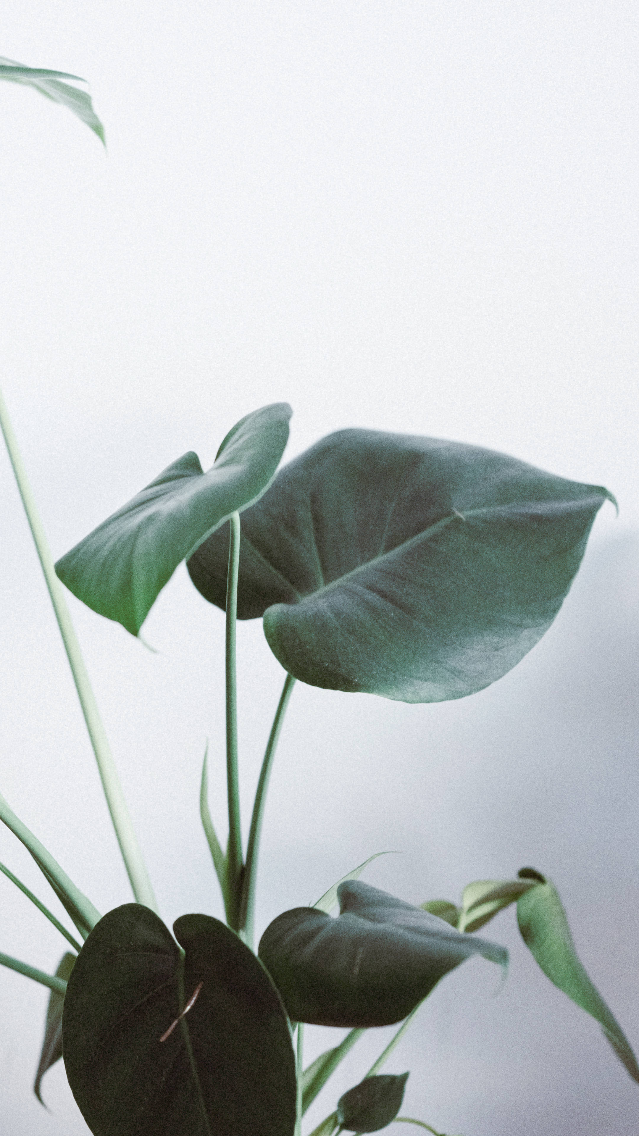 Monstera 桌布 壁紙 — 熱帶植物大片有光澤的綠色葉子，在柔和擴散的白色背景上優雅地升起。