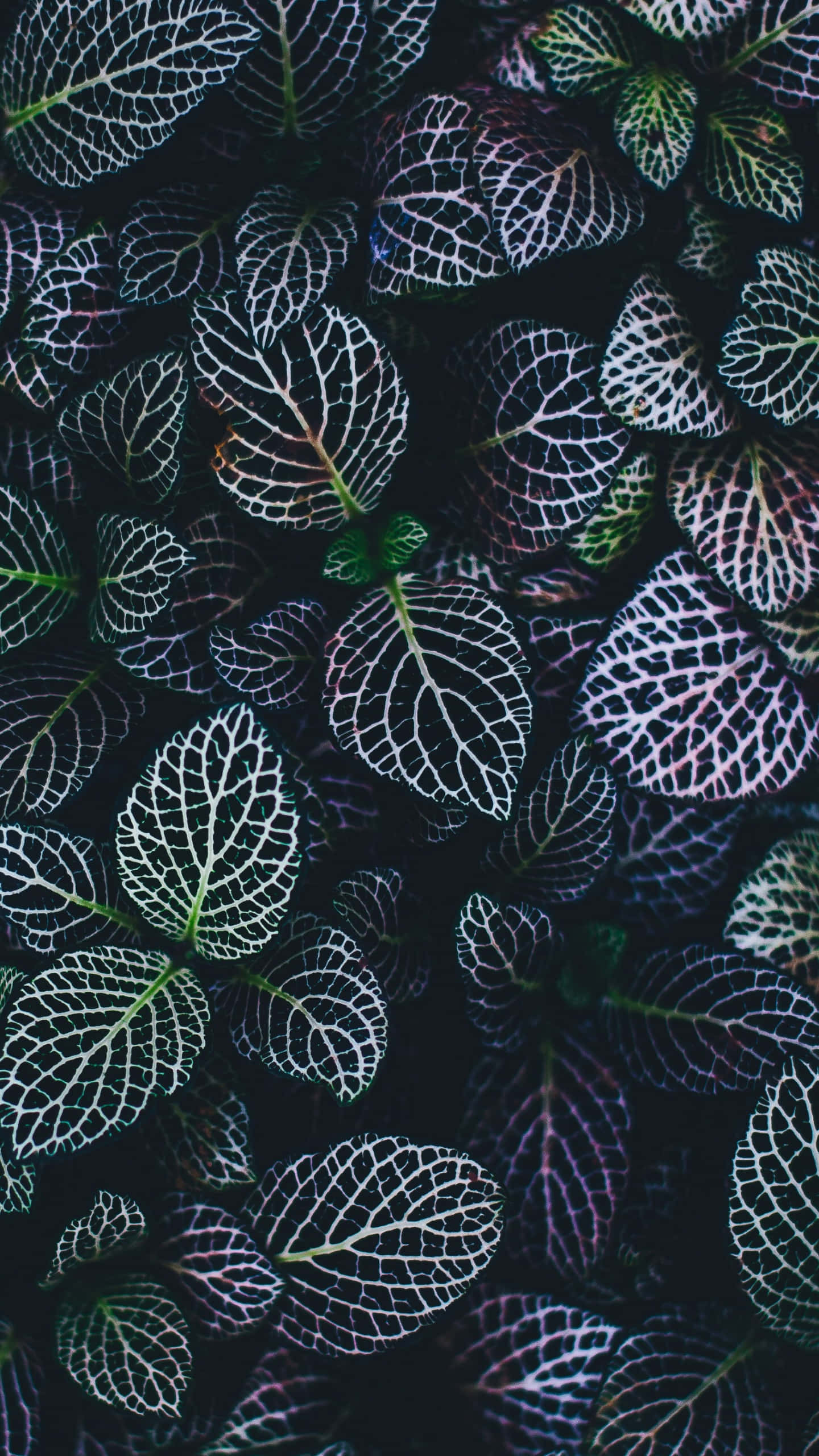 熱帶植物近拍手機桌布 壁紙