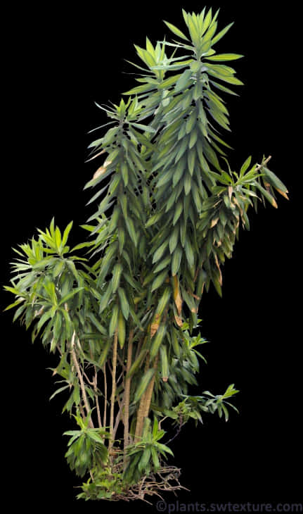 熱帶植物黑色背景 壁紙