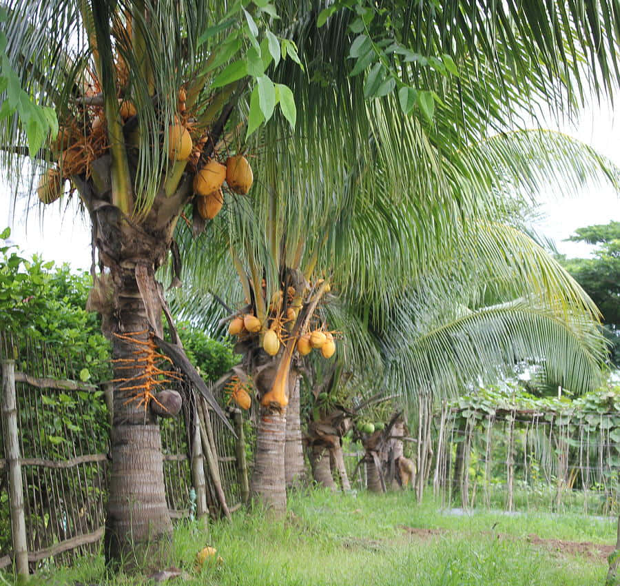 Coconut Tree 桌布 壁紙 — 熱帶椰子樹掛滿成熟的金色椰子，在竹籬笆環繞的茂密綠色花園中輕輕搖曳。