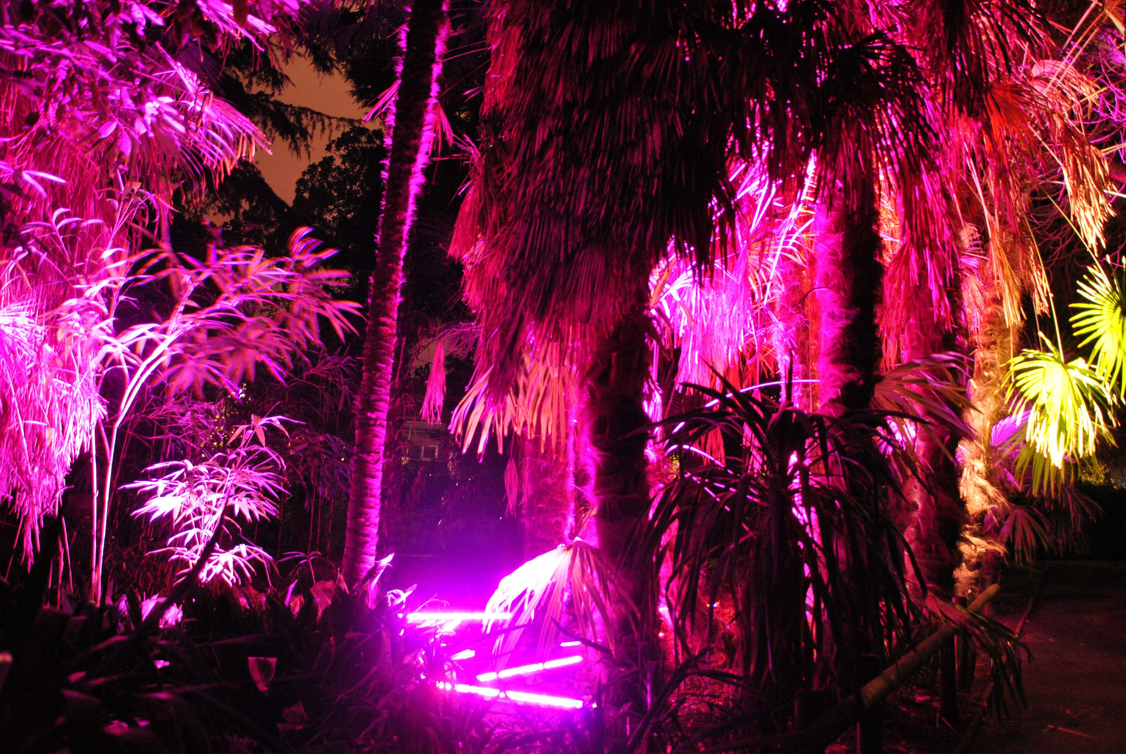 Bright Color 桌布 壁紙 — 熱帶樹葉在黑暗夜空下沐浴在充滿活力的粉紅色和黃色霓虹燈中。
