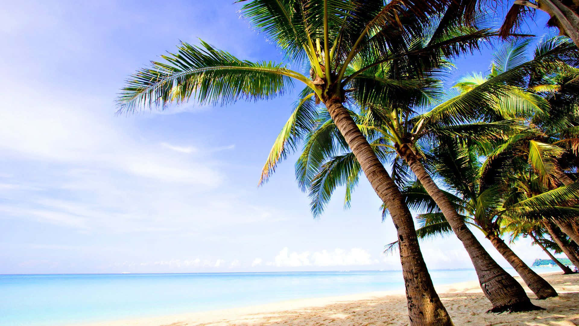 Coconut Tree 桌布 壁紙 — 熱帶海灘，傾斜的棕櫚樹在明亮的藍天下在碧綠的海水上搖曳。