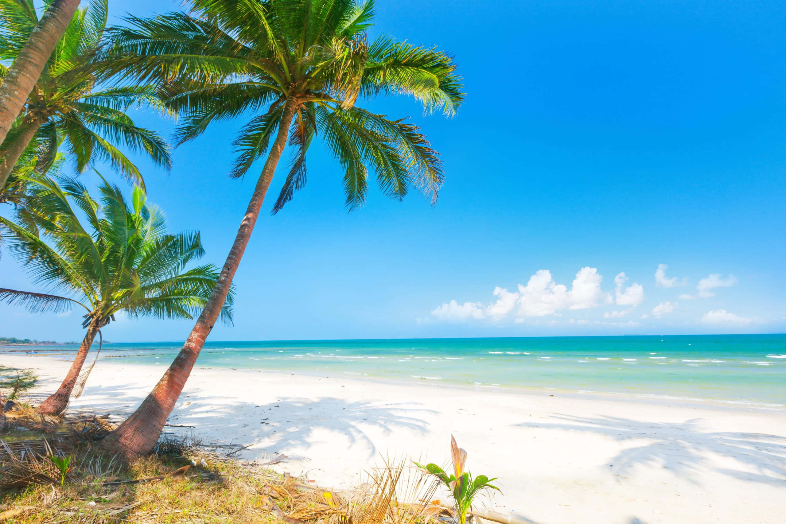 Palm Trees Beach 桌布 壁紙 — 熱帶海灘，傾斜的棕櫚樹在白色沙灘上投下陰影，上方是明亮的藍天和零星雲朵。