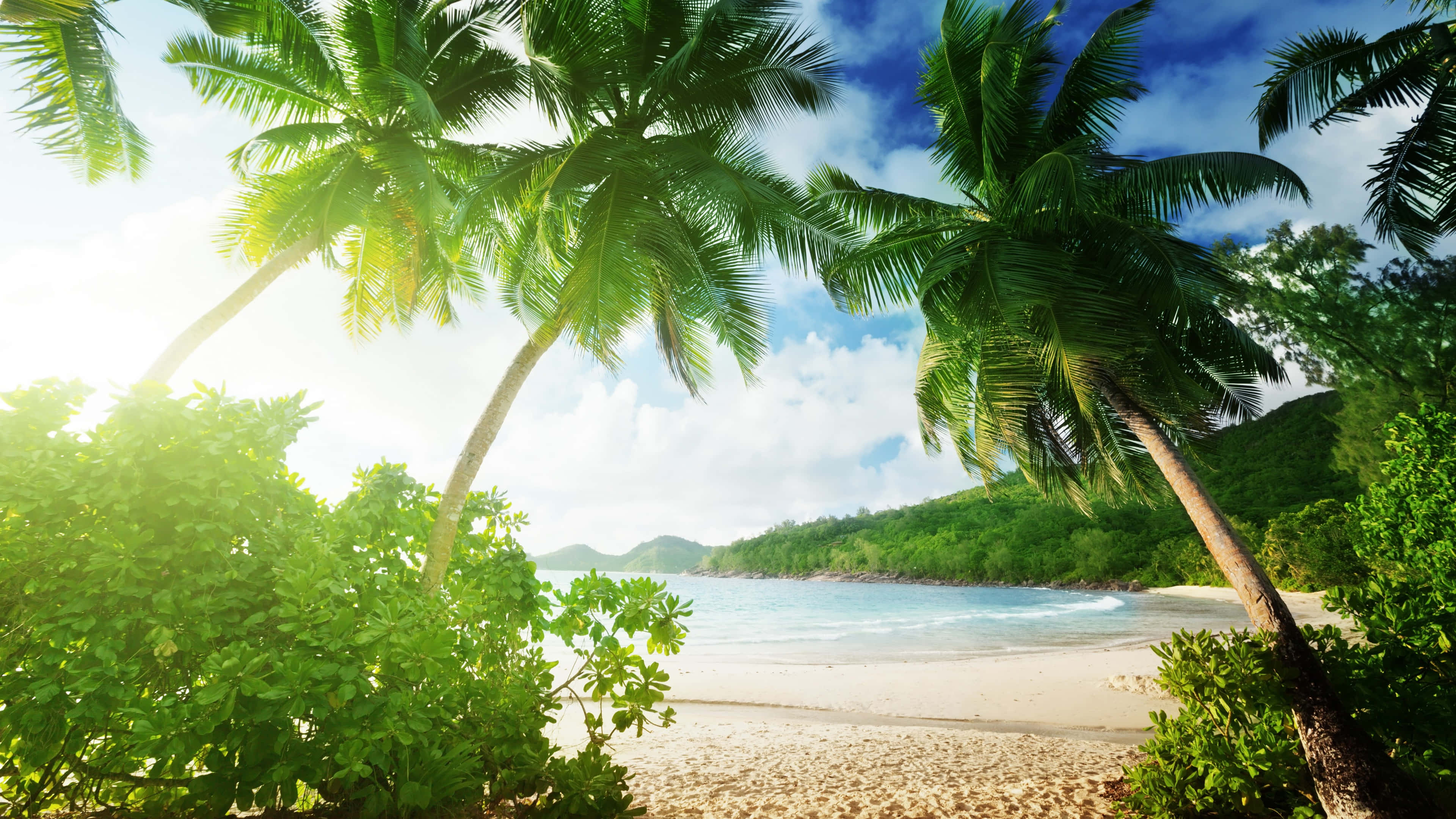 Beach Palm Trees 桌布 壁紙 — 熱帶海灘，四周環繞著茂密的棕櫚樹，碧綠的海水和白色的沙灘，在明亮的藍天下。