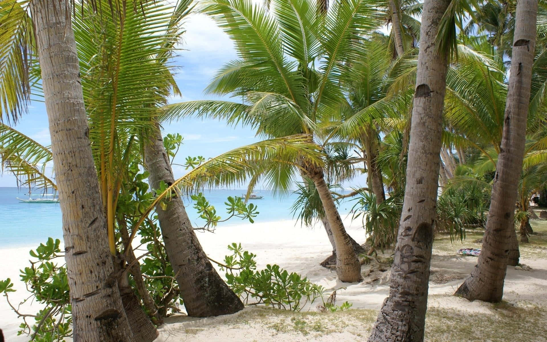 Coconut Tree 桌布 壁紙 — 熱帶海灘，搖曳的棕櫚樹環繞，碧綠海水，遠處帆船，在明亮的藍天下。