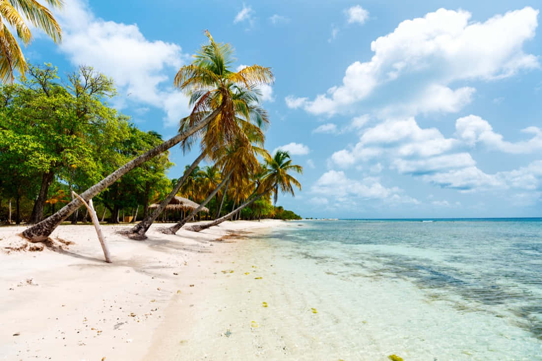 Caribbean Island 桌布 壁紙 — 熱帶海灘，有白色沙灘、棕櫚樹和碧綠海水，天空湛藍，白雲朵朵。