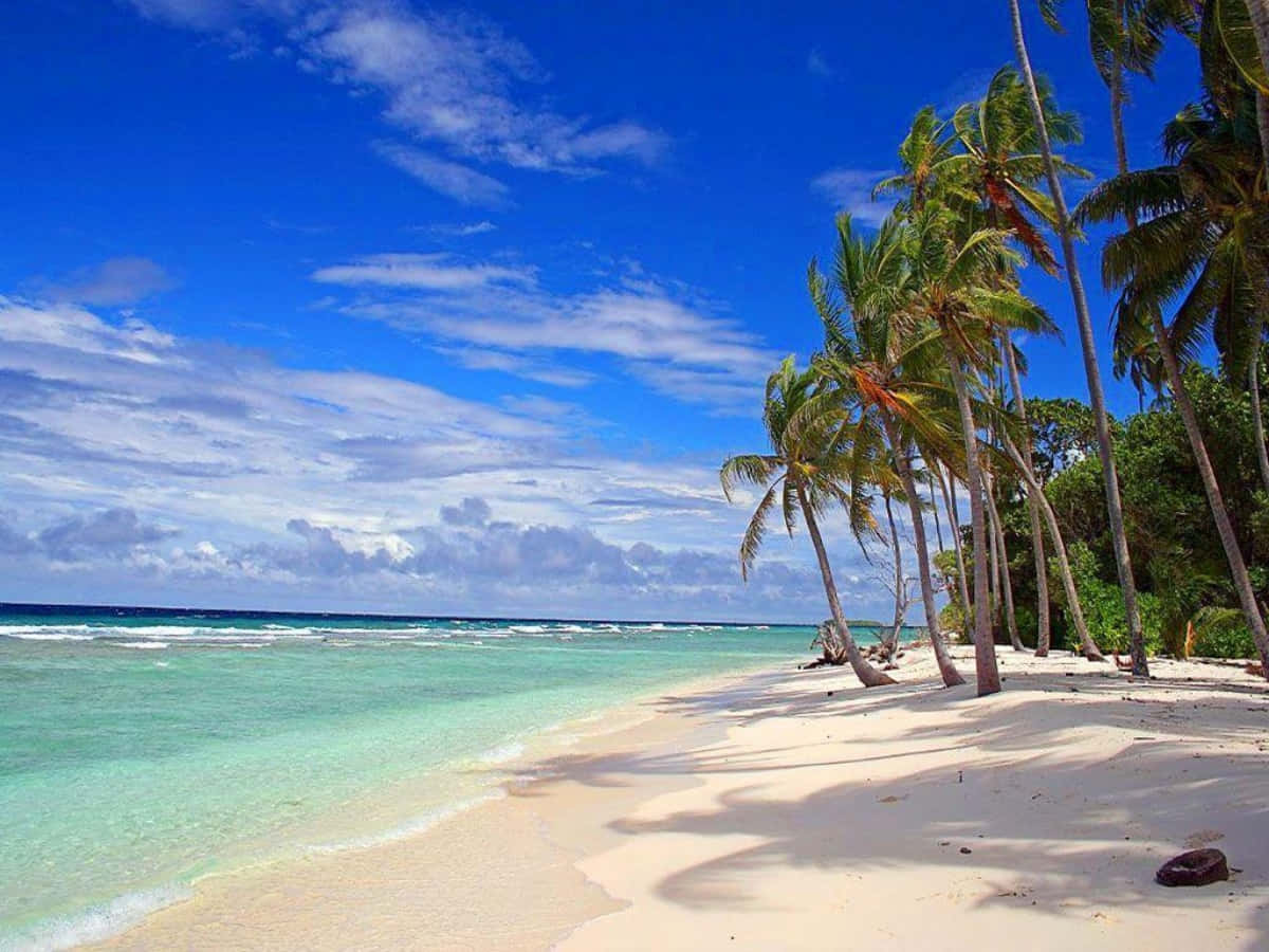Beach Scene 桌布 壁紙 — 熱帶海灘，有白色沙灘、碧綠海水和棕櫚樹在明亮的藍天白雲下搖曳。