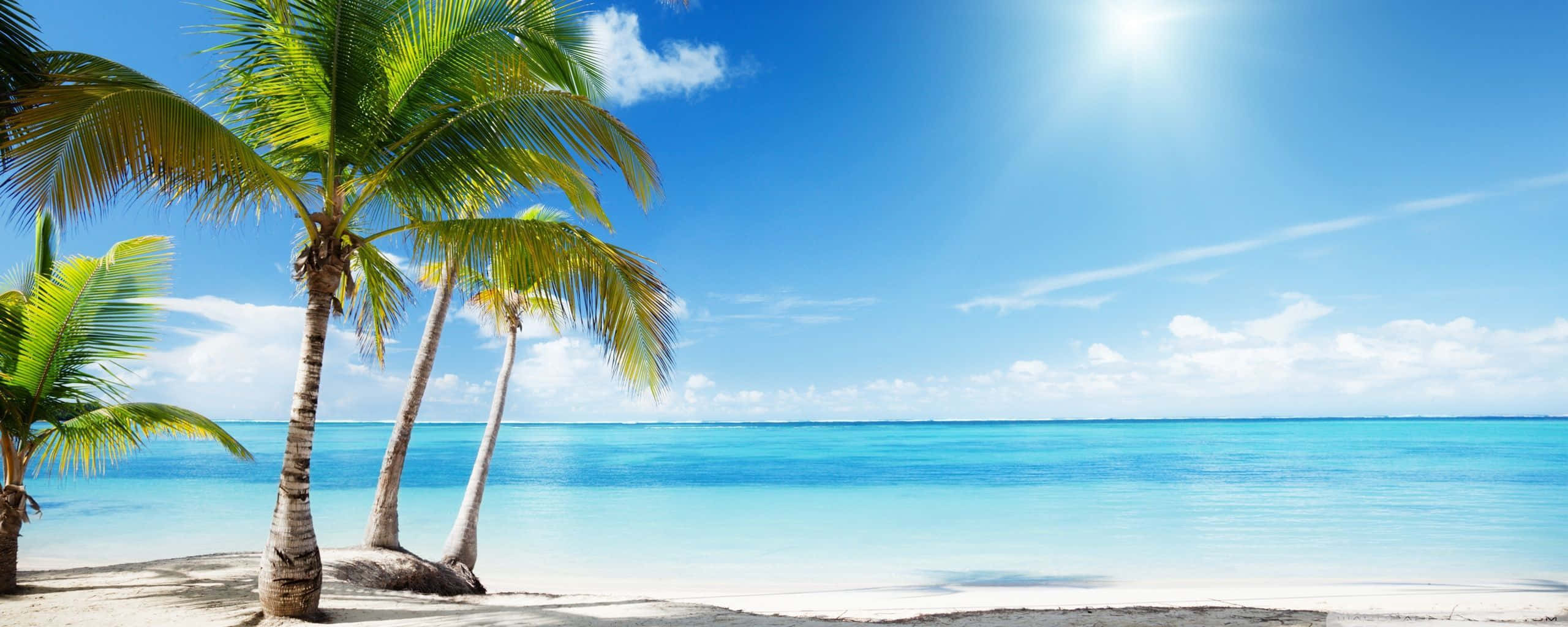 Beach Dual Monitor 桌布 壁紙 — 熱帶海灘，棕櫚樹在明亮的陽光下搖曳，下面是碧綠的海洋和白色的沙灘。
