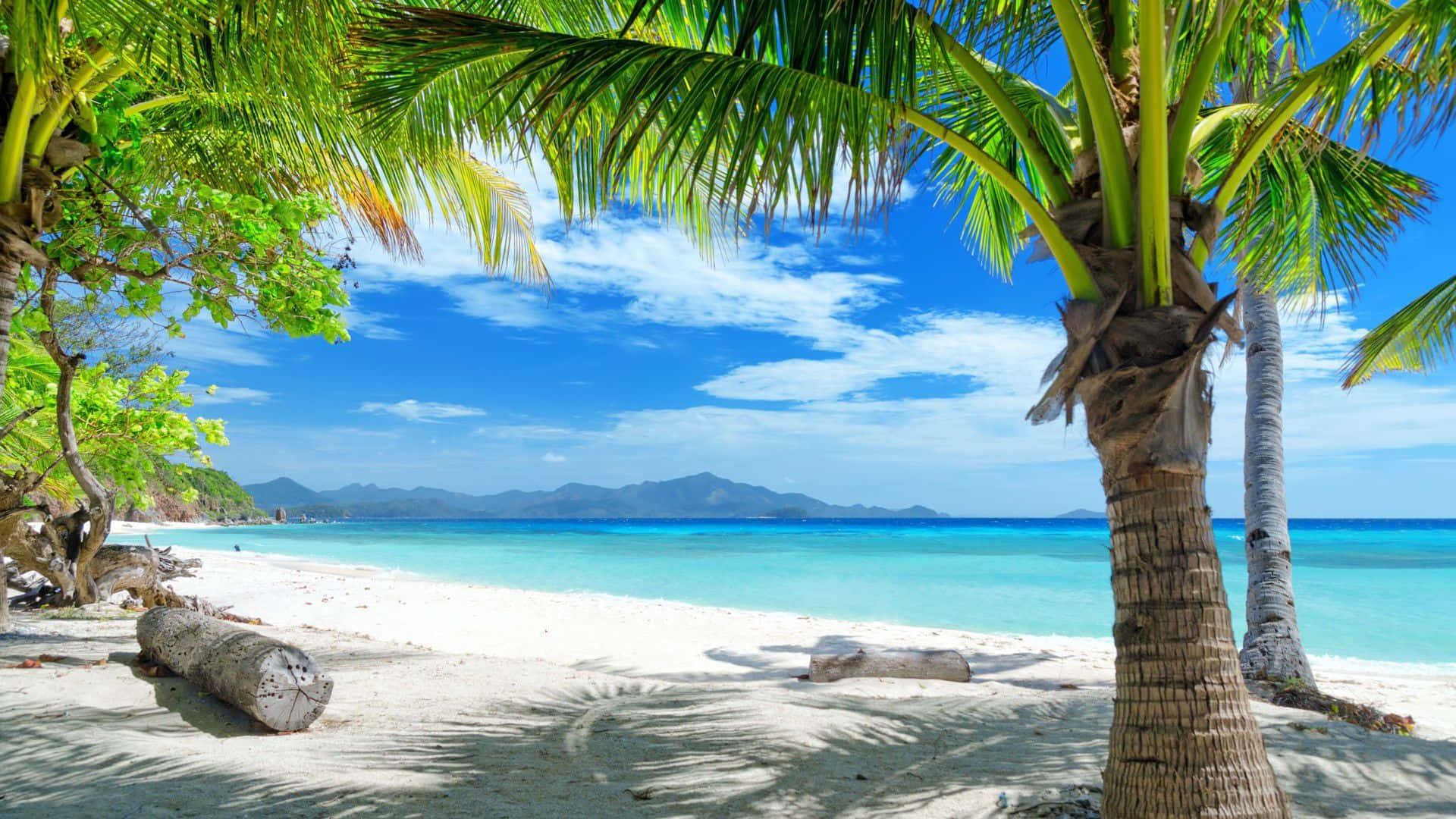 Beach Scene 桌布 壁紙 — 熱帶海灘，棕櫚樹在白色沙灘上投下陰影，旁邊是碧綠的海水，上方是明亮的藍天。