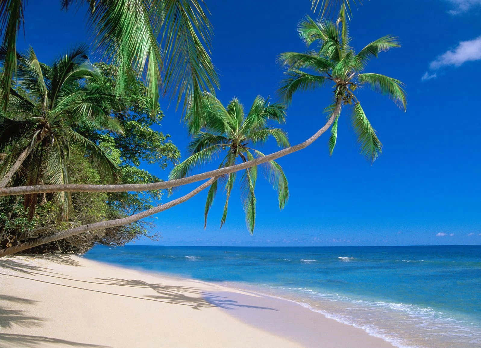 Hawaiian Beach 桌布 壁紙 — 熱帶海灘，棕櫚樹在白色沙灘和碧綠海洋上搖曳，天空清澈湛藍。