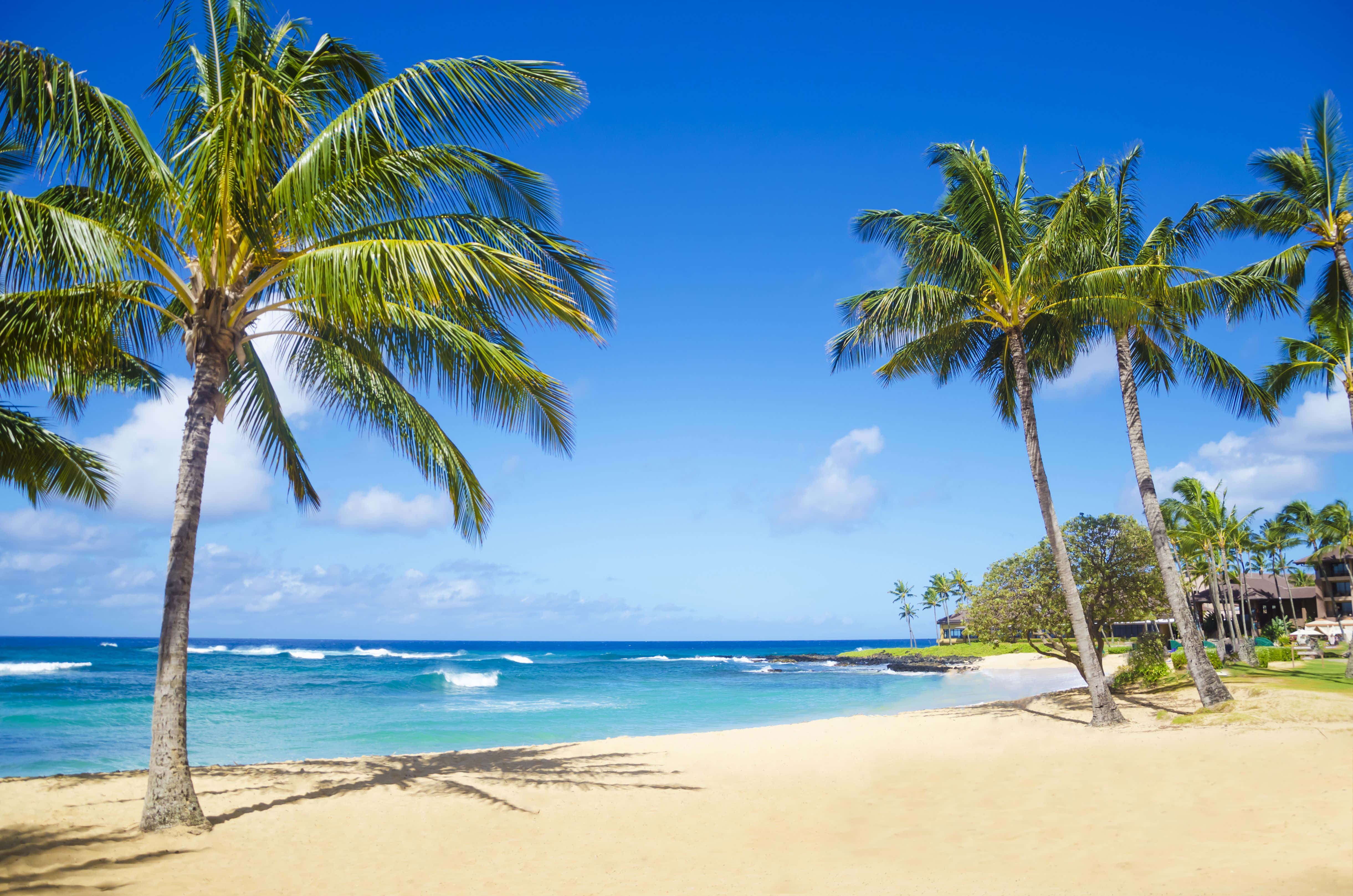 Beach Palm Trees 桌布 壁紙 — 熱帶海灘，棕櫚樹在碧綠的海水上搖曳，天空湛藍，白雲點點。