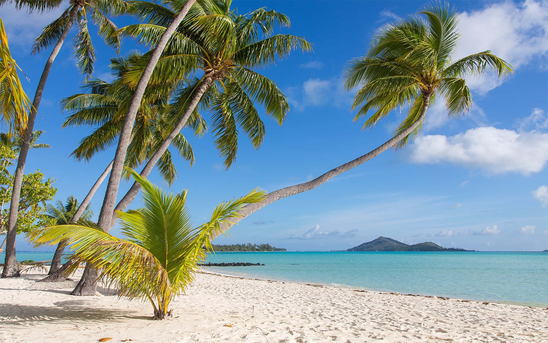 Bora Bora Beach 桌布 壁紙 — 熱帶海灘，白色沙灘，棕櫚樹在碧綠海水上搖曳，藍天白雲。