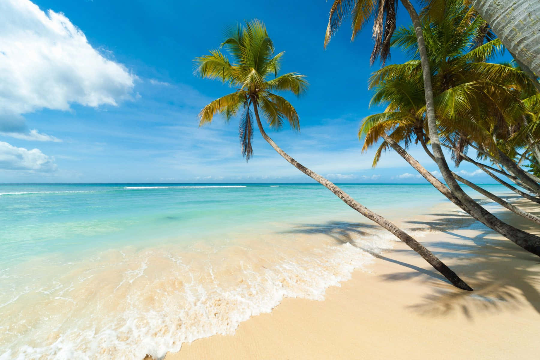Palm Trees Beach 桌布 壁紙 — 熱帶海灘，碧綠海水，輕柔波浪，傾斜的棕櫚樹，在明亮的藍天下有蓬鬆的雲朵。