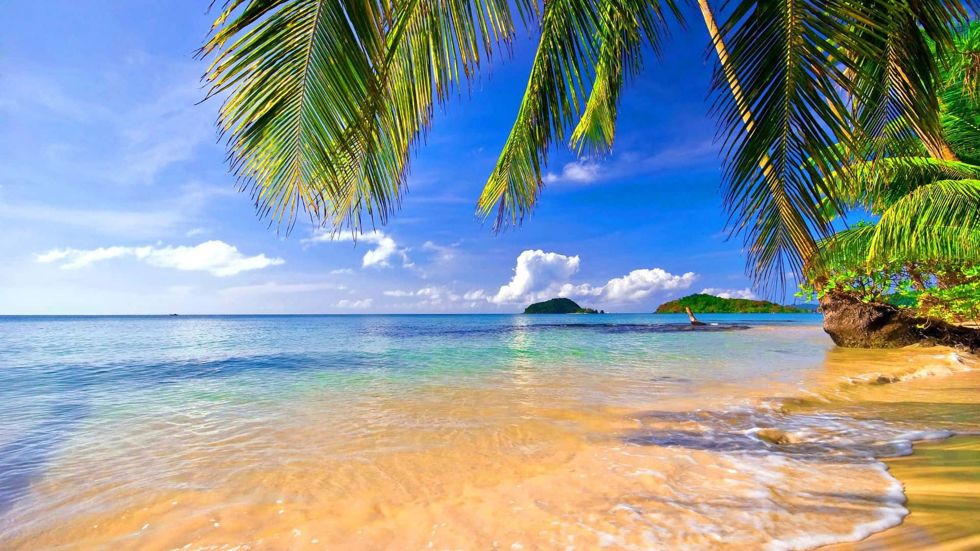 Palm Trees Beach 桌布 壁紙 — 熱帶海灘，碧綠海水、輕柔海浪、沙灘，棕櫚葉襯托著清澈藍天。