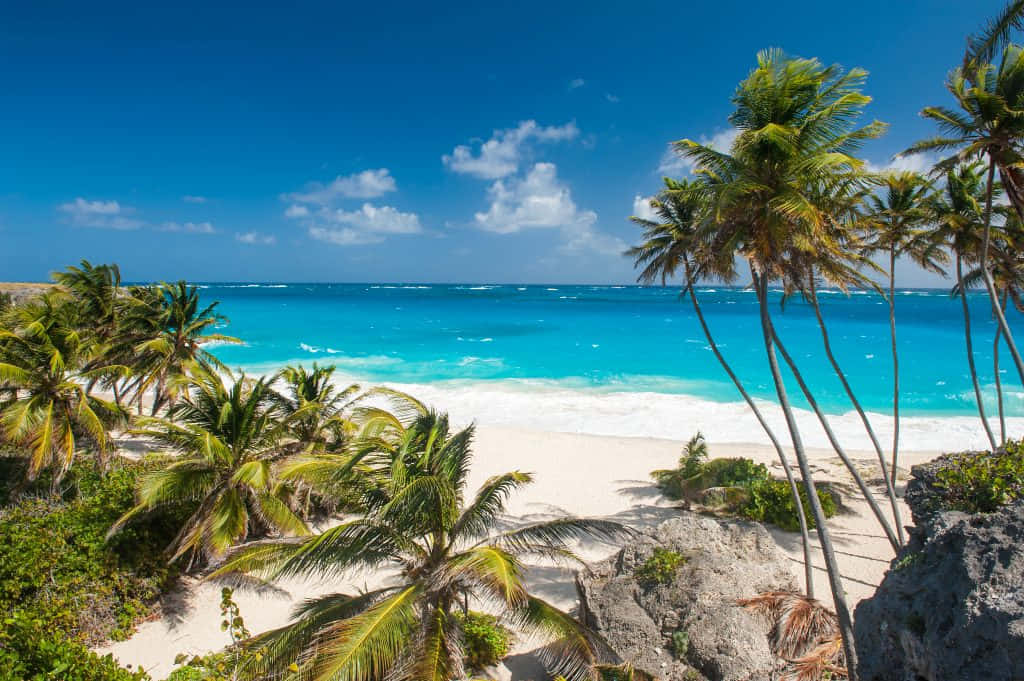 Jamaican Island 桌布 壁紙 — 熱帶海灘，碧綠的海水拍打著白色沙灘，搖曳的棕櫚樹在明亮的藍天下構成美麗的畫面。