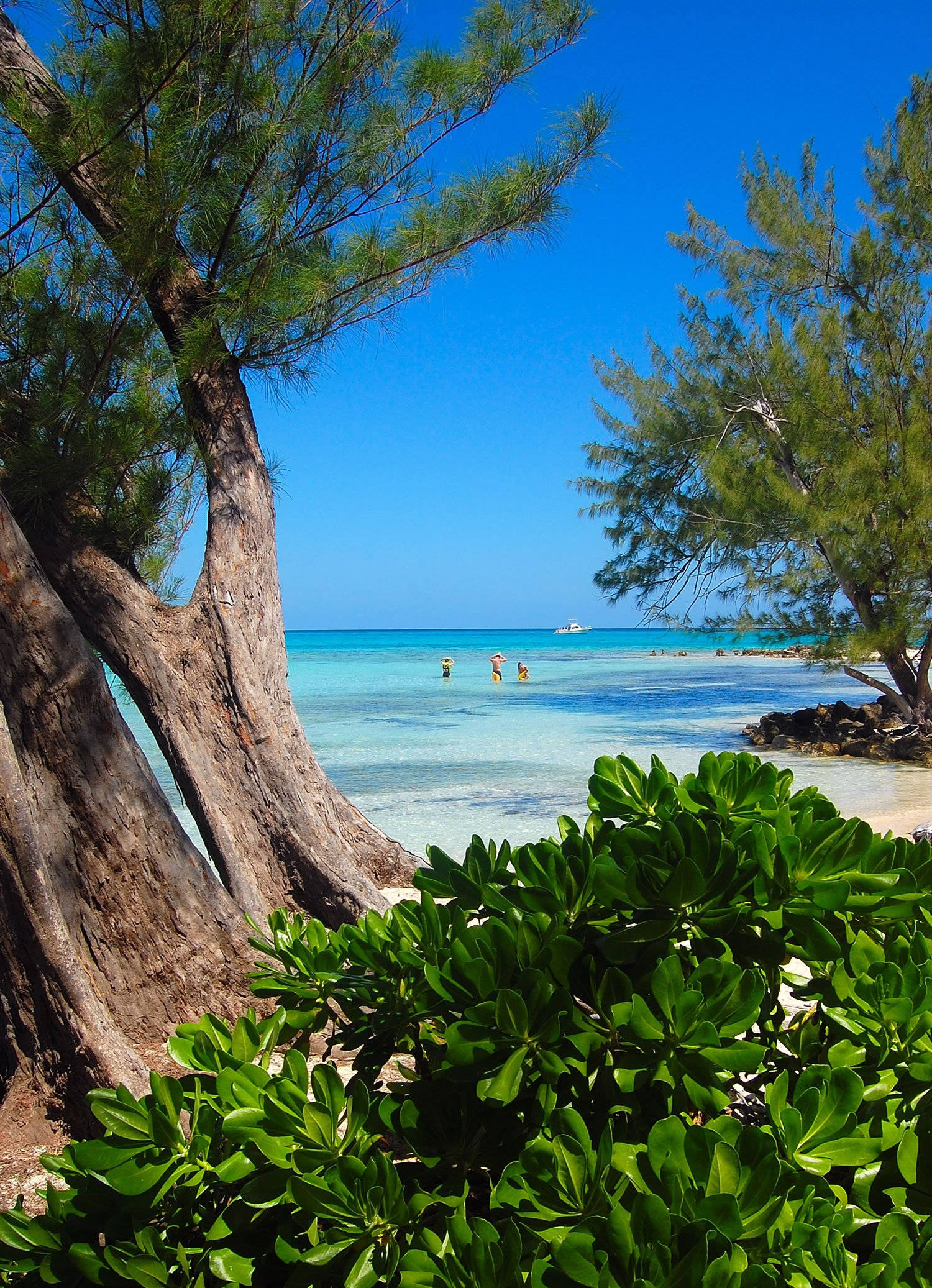 Cayman 桌布 壁紙 — 熱帶海灘，被茂密的綠樹和充滿活力的碧綠海水環繞，在清澈的藍天下。