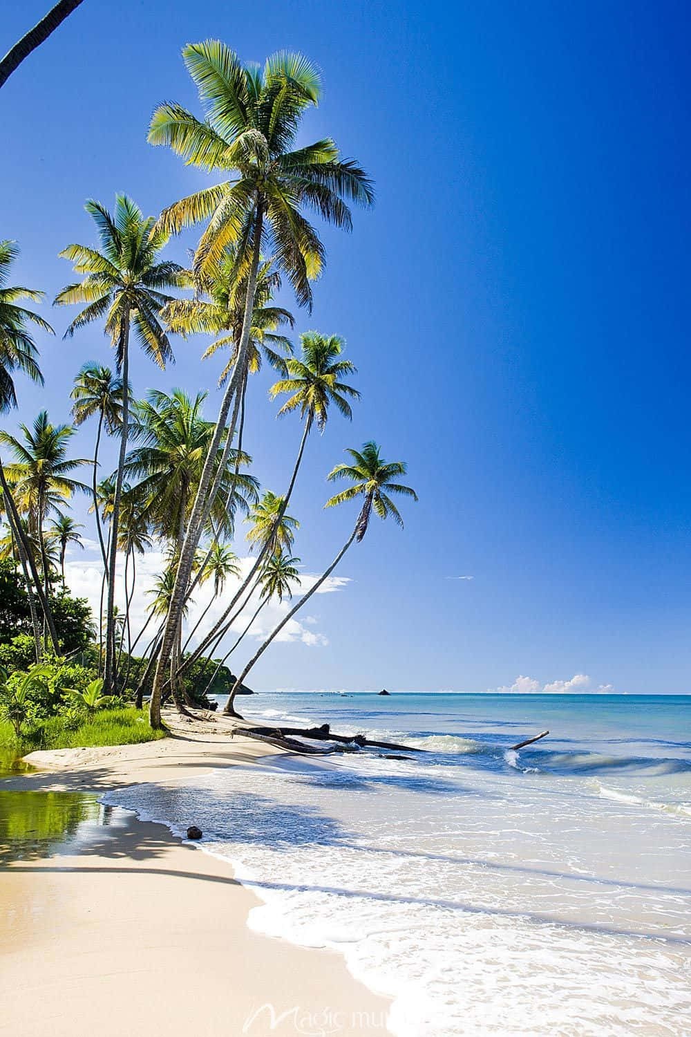 Palm Trees Beach 桌布 壁紙 — 熱帶海灘，高大的棕櫚樹在白色沙灘上搖曳，碧綠的海浪輕輕拍打海岸，天空清澈湛藍。