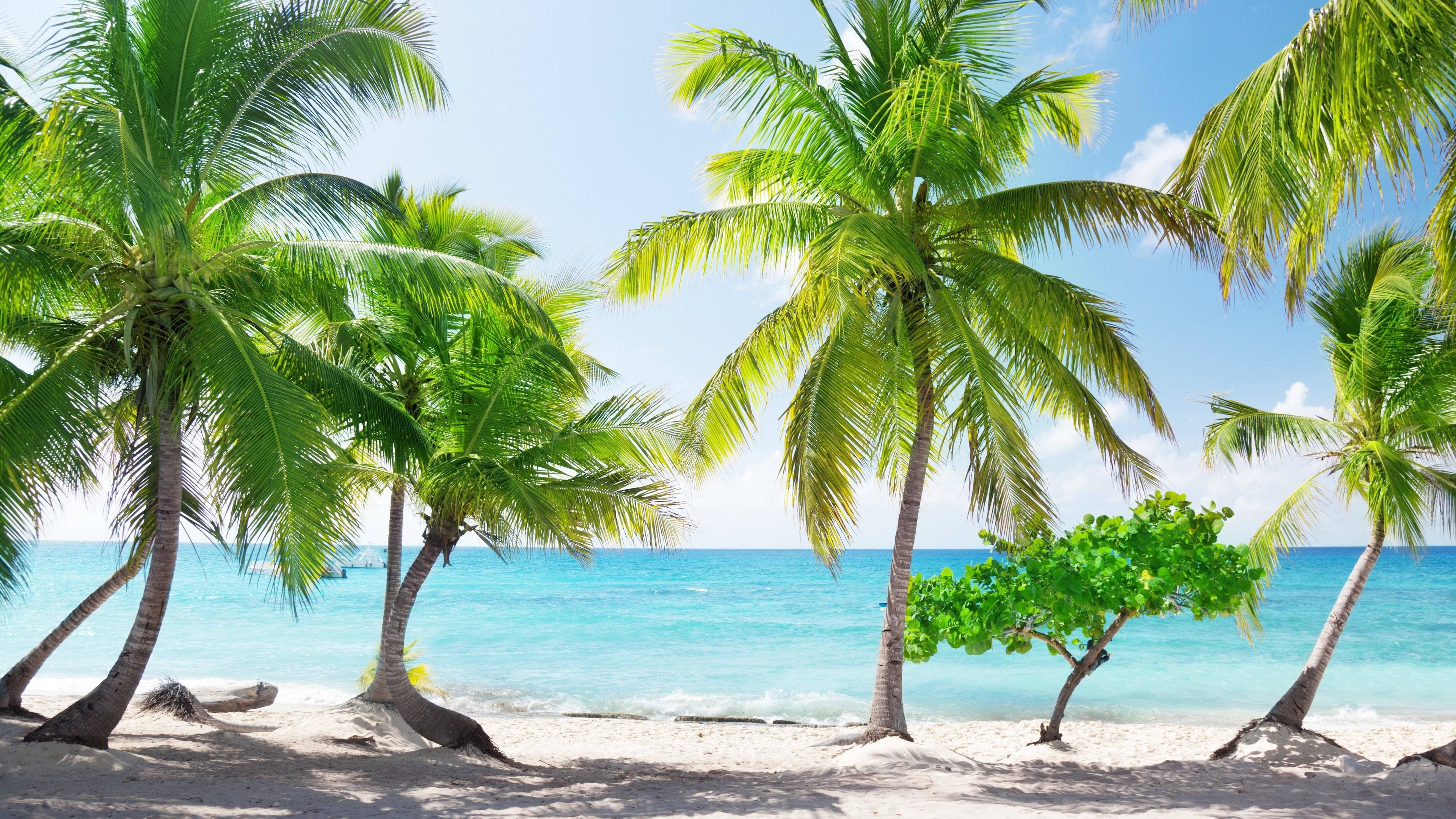 Dominica 桌布 壁紙 — 熱帶海灘，高大的綠色棕櫚樹在白色沙灘上搖曳，旁邊是碧綠色的海洋，上方是明亮的藍天。