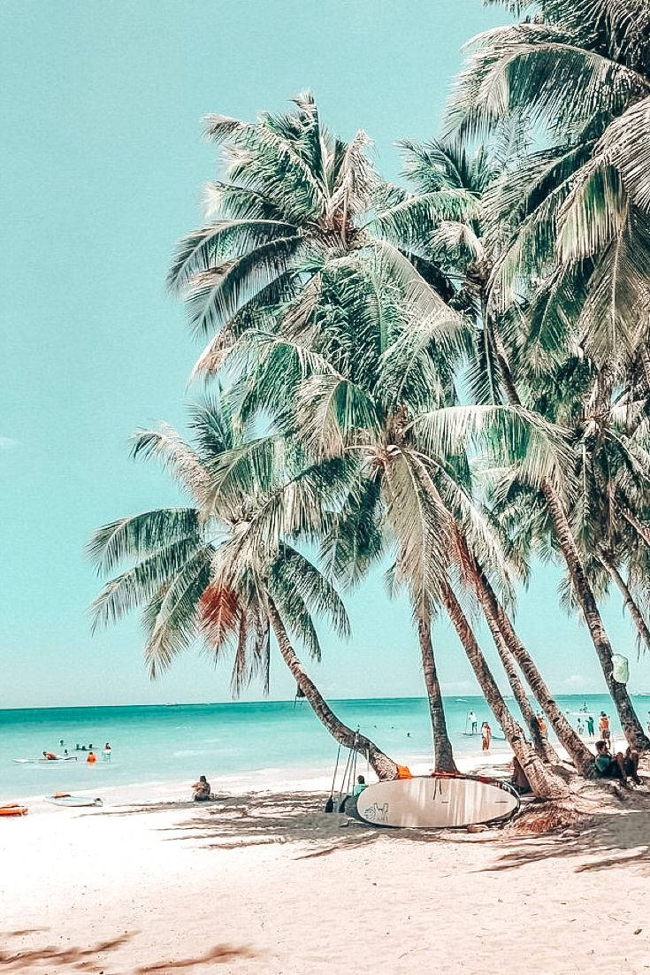 Palm Tree 桌布 壁紙 — 熱帶海灘場景，傾斜的棕櫚樹在白色沙灘和碧綠海洋上投下陰影，天空晴朗。