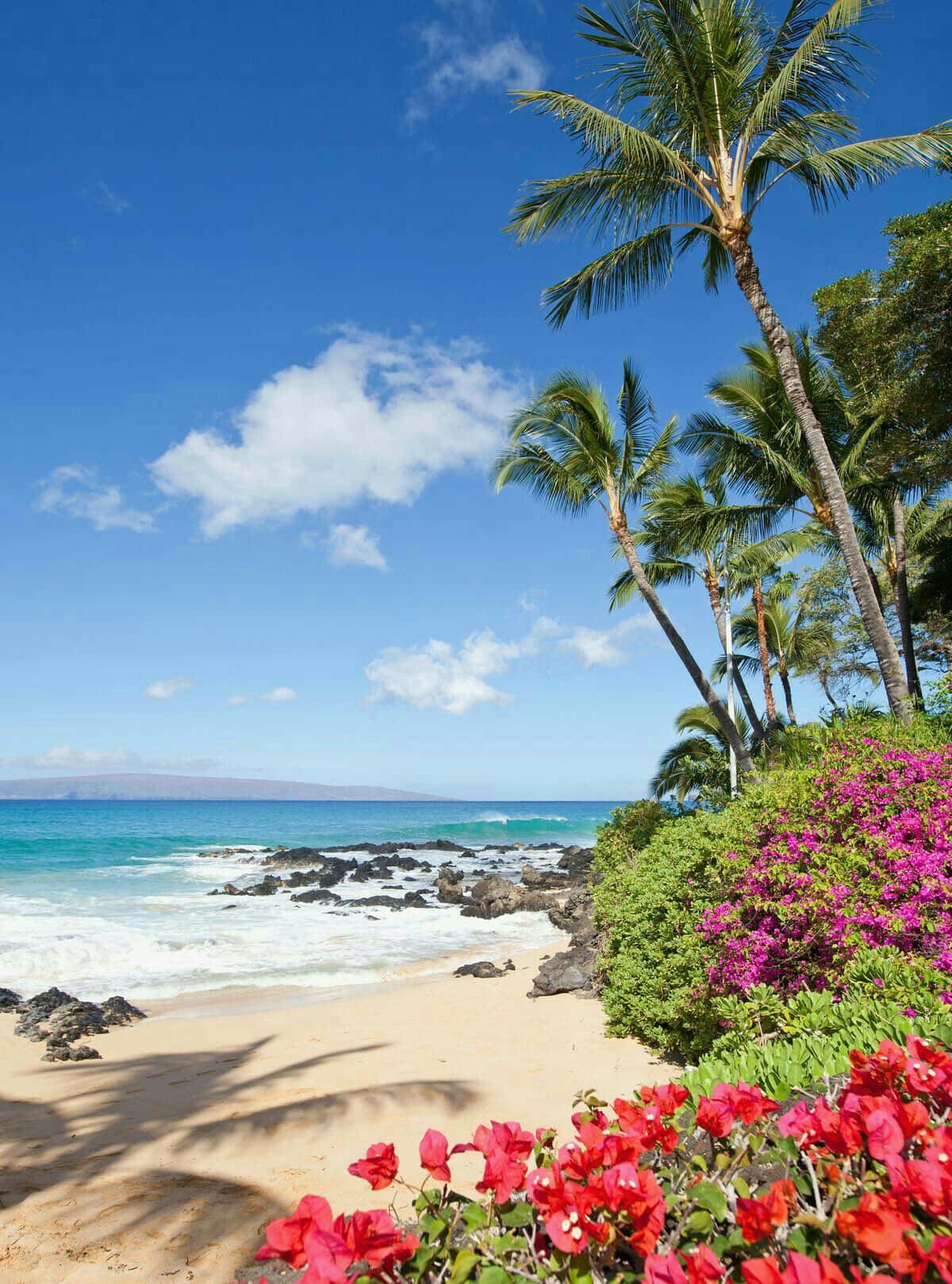 Palm Trees Beach 桌布 壁紙 — 熱帶海灘場景，有棕櫚樹、鮮豔的粉紅色和紅色花朵、碧綠色的海洋和清澈的藍天。