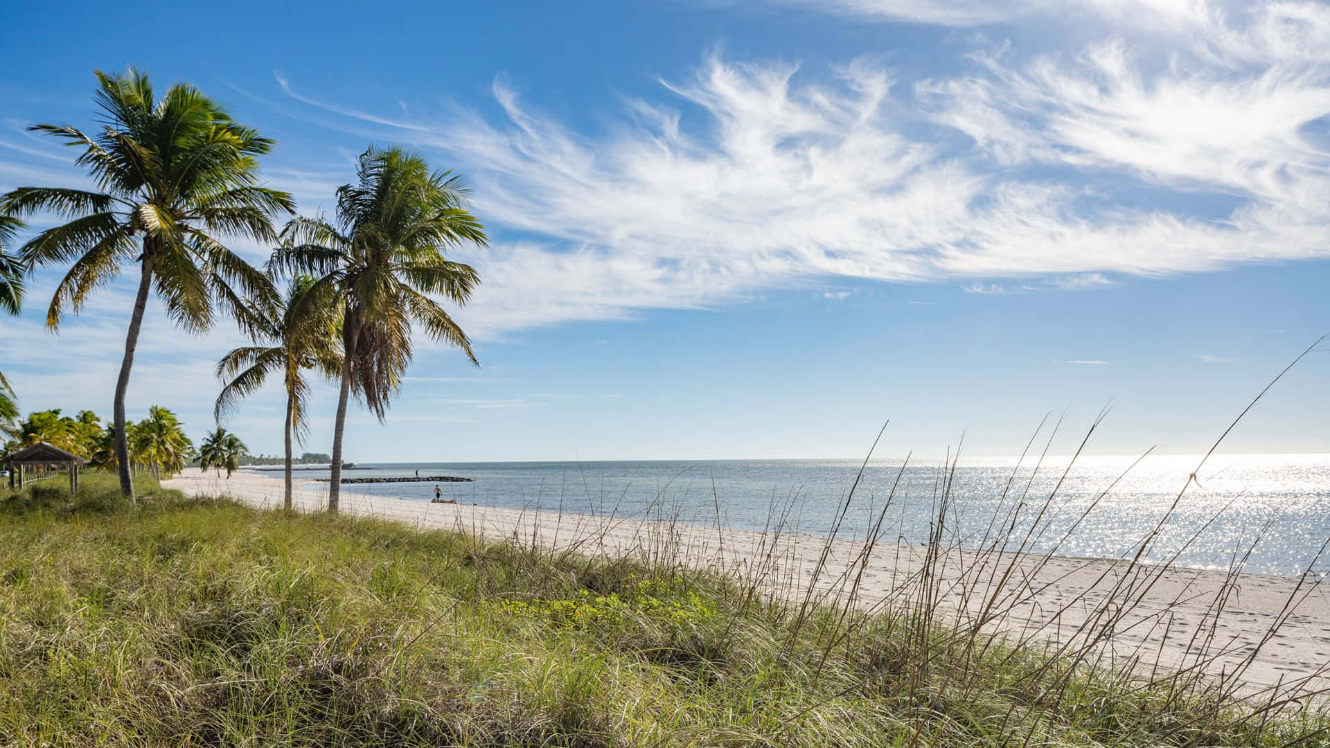 florida 桌布 壁紙 — 熱帶海灘場景，棕櫚樹在碧綠海水旁搖曳，明亮的藍天中飄著縷縷白雲。
