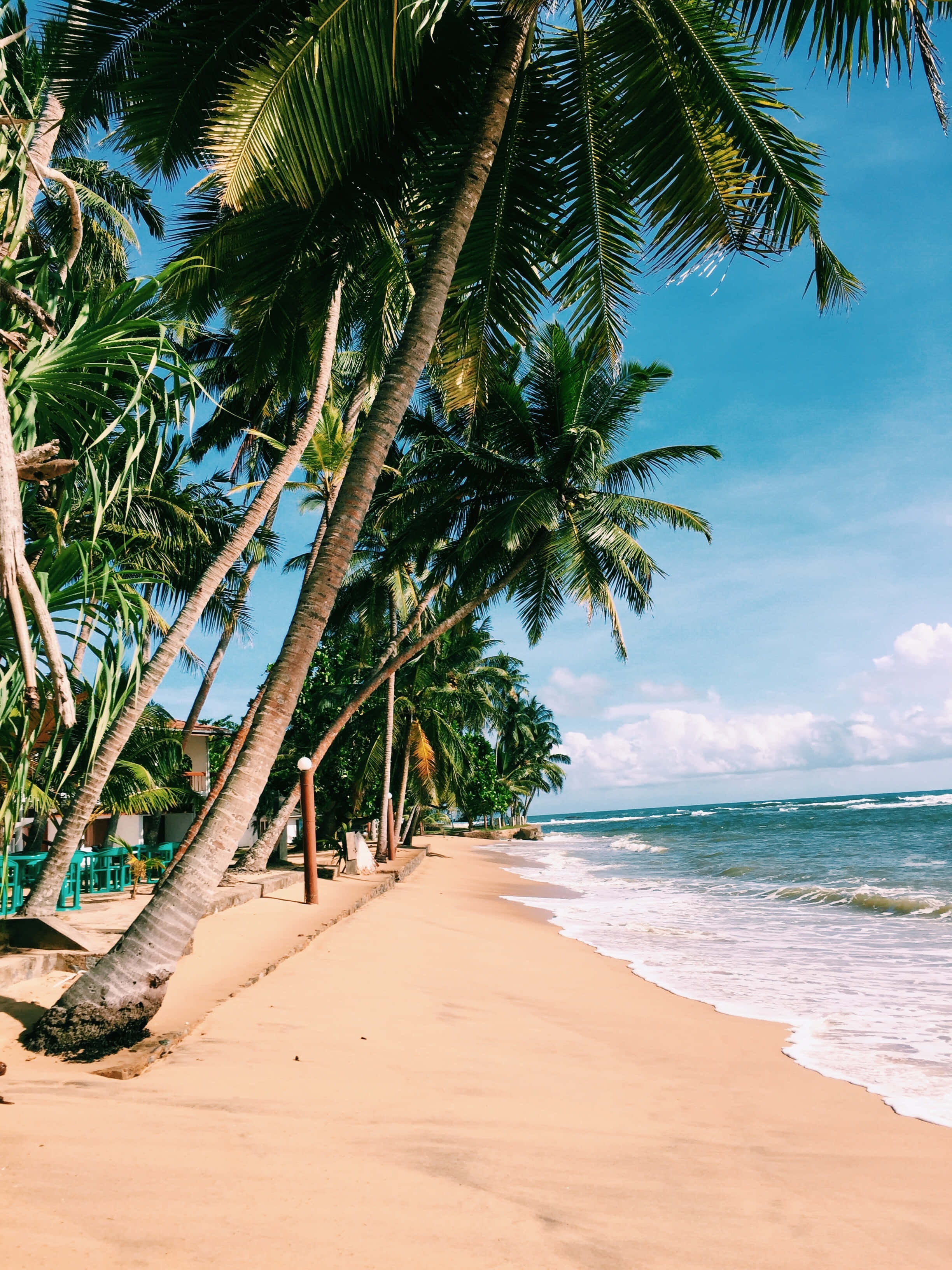 Beach Palm Trees 桌布 壁紙 — 熱帶海灘場景，棕櫚樹斜倚在金色沙灘上，與碧綠海洋在明亮藍天下交匯。