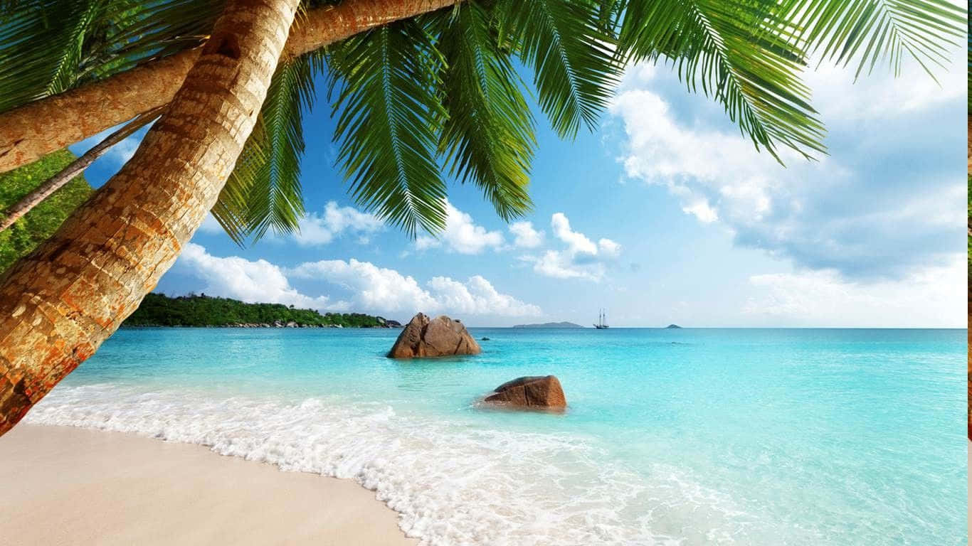 Seychelles Beach 桌布 壁紙 — 熱帶海灘場景，棕櫚葉框住碧綠海水和白色沙灘，上方是明亮的藍天。