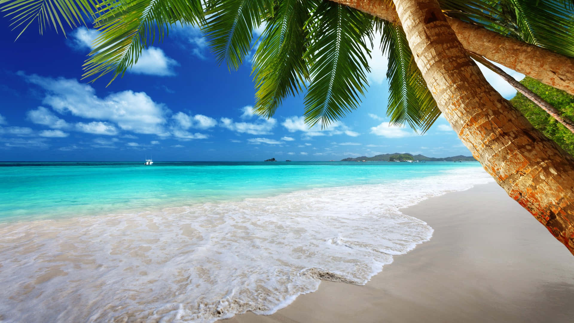 Palm Trees Beach 桌布 壁紙 — 熱帶海灘場景，碧綠的海浪拍打著沙灘，在充滿活力的藍天下，由茂密的綠色棕櫚葉框住。