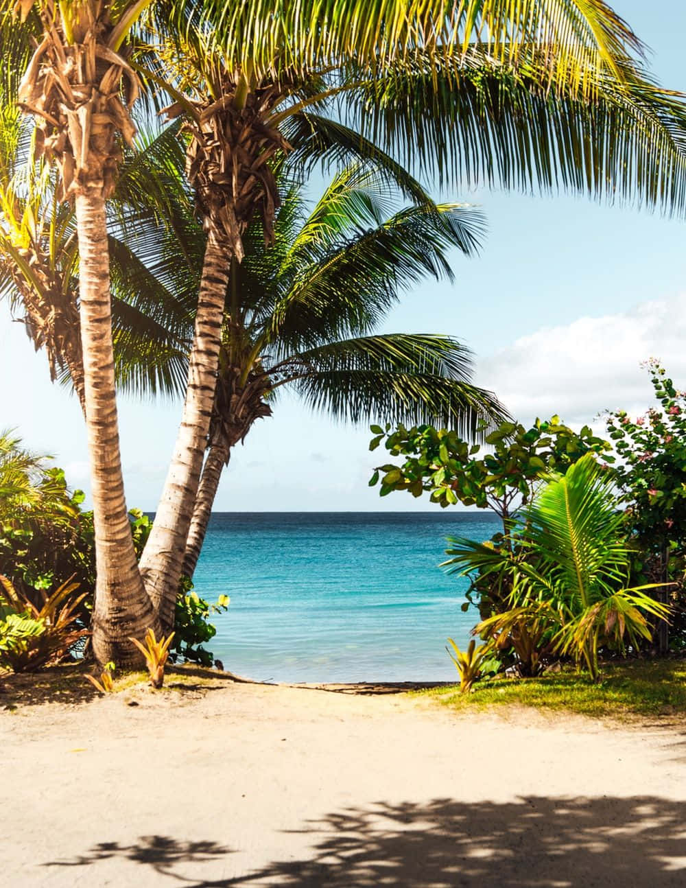 Coconut Tree 桌布 壁紙 — 熱帶海灘小徑，兩旁傾斜的棕櫚樹構成框架，遠處是碧綠的海洋和明亮的藍天。