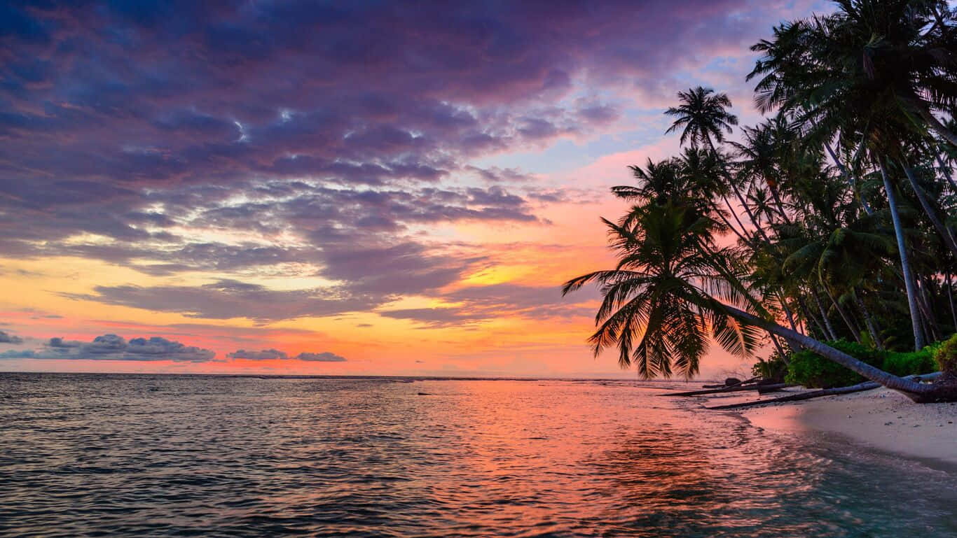 HD Beach 桌布 壁紙 — 熱帶海灘日落，棕櫚樹在橙、粉紅和紫色雲彩的鮮豔天空下形成剪影。