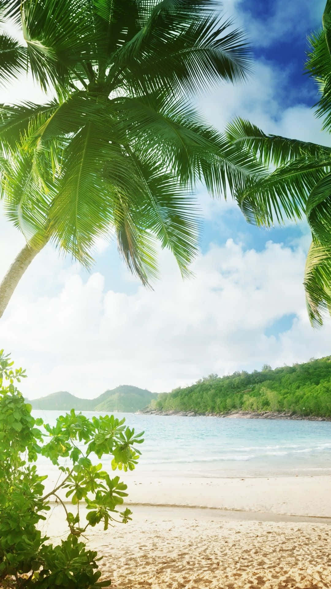 Palm Tree Beach 桌布 壁紙 — 熱帶海灘被茂密的棕櫚葉環繞，映襯著明亮的藍天和蓬鬆的白雲。
