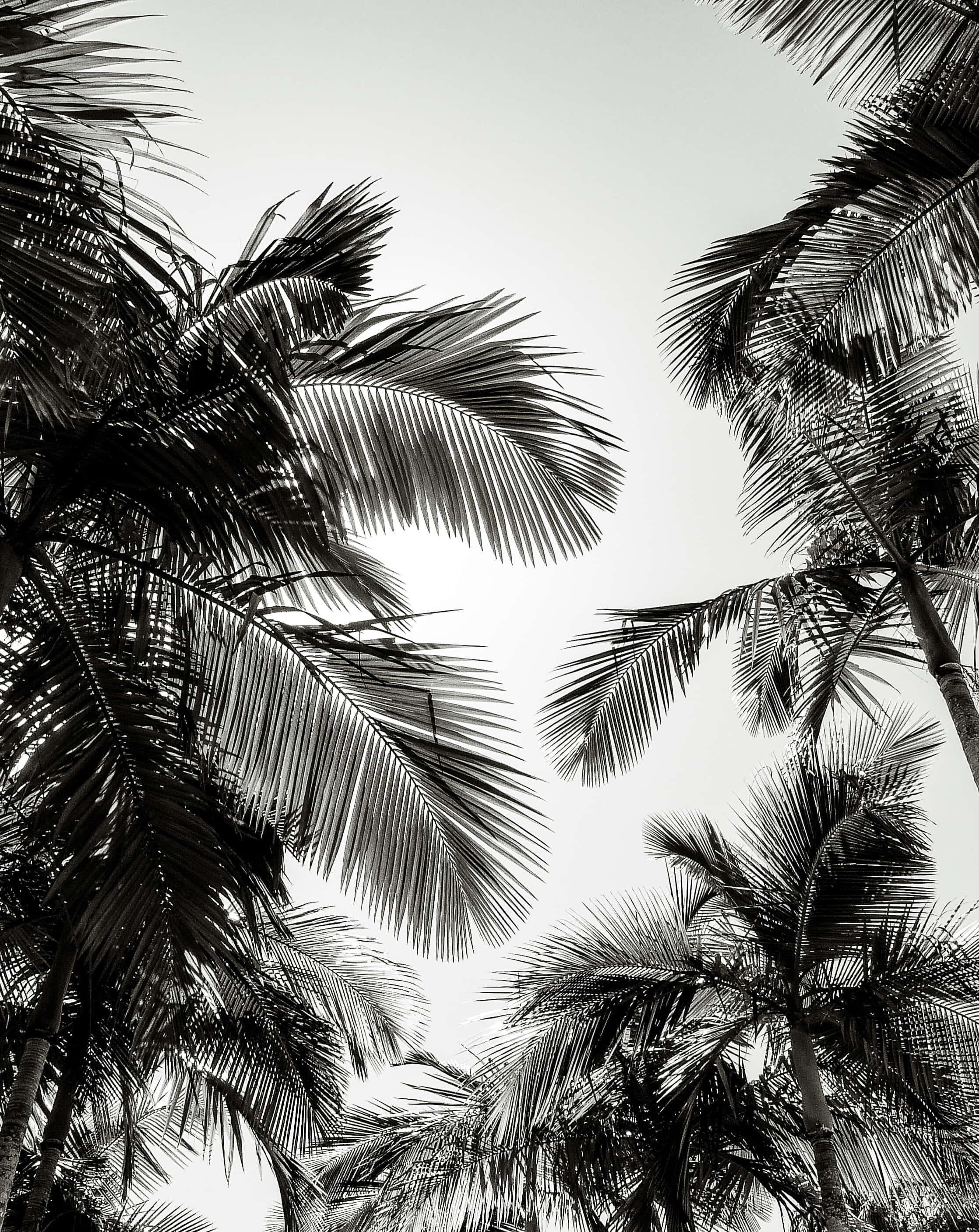 Palm 桌布 壁紙 — 熱帶環境中棕櫚葉框住明亮天空的黑白向上視角。