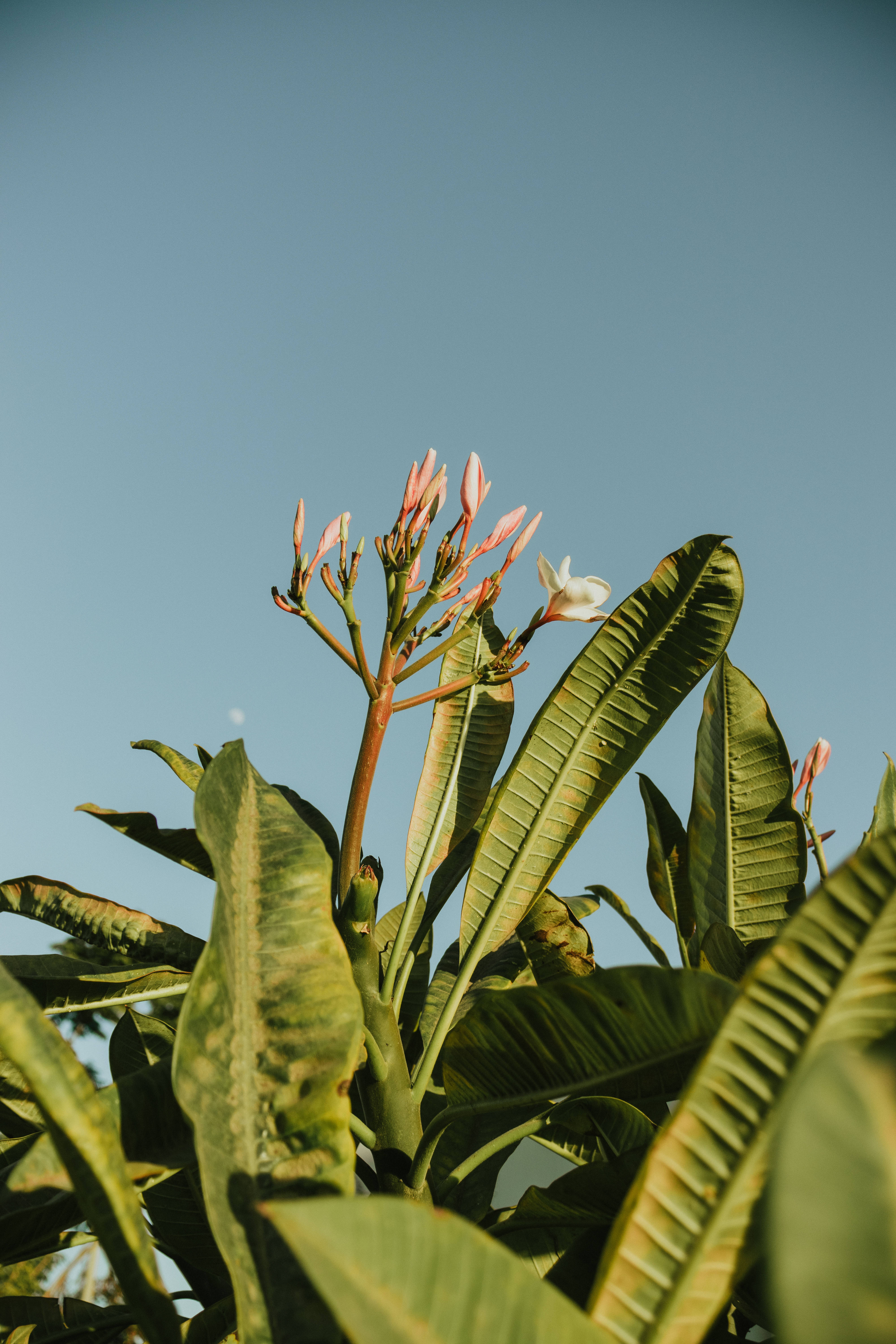 Tumblr 桌布 壁紙 — 熱帶雞蛋花，粉紅花蕾和白色花朵，在藍天襯托下，由大片綠葉環繞。