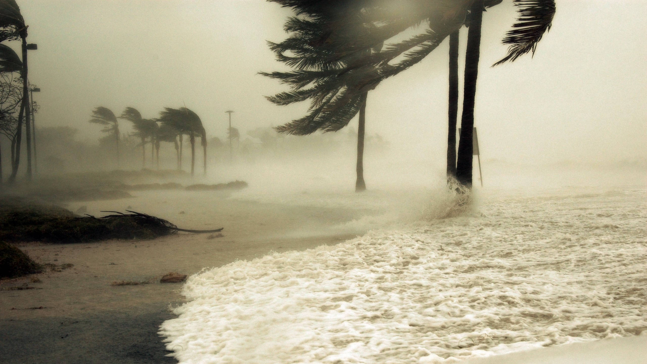 Hurricane 桌布 壁紙 — 熱帶風暴潮衝擊海灘，棕櫚樹在颶風級強風中猛烈彎曲。