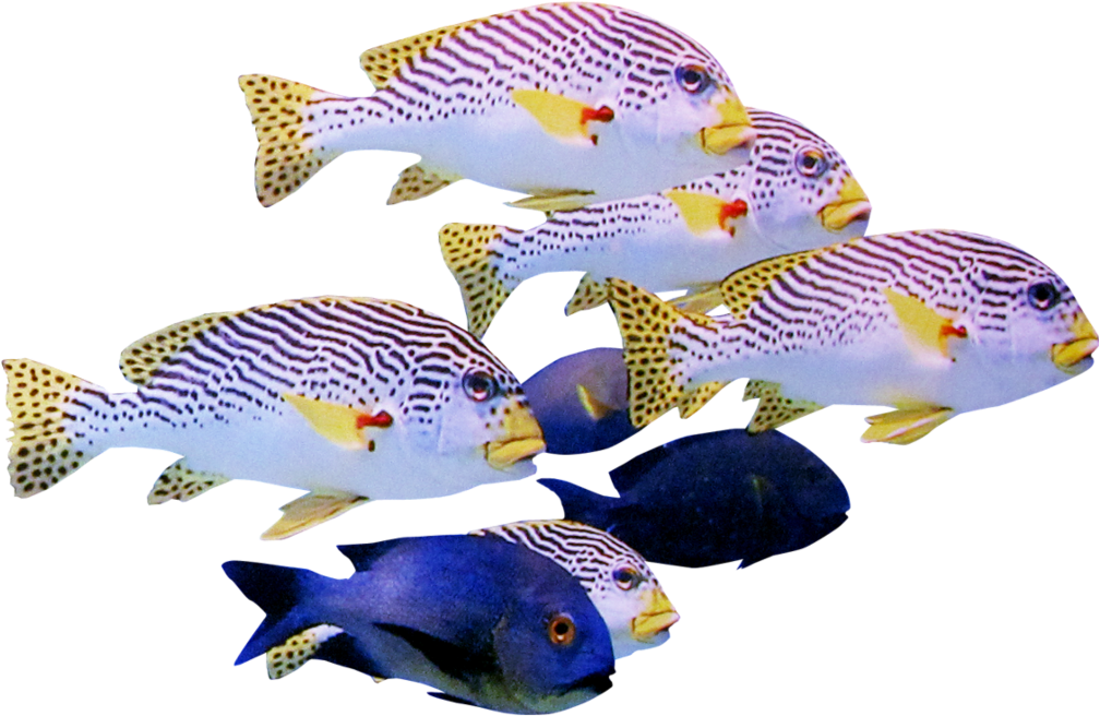 熱帶魚群游聚在一起 壁紙