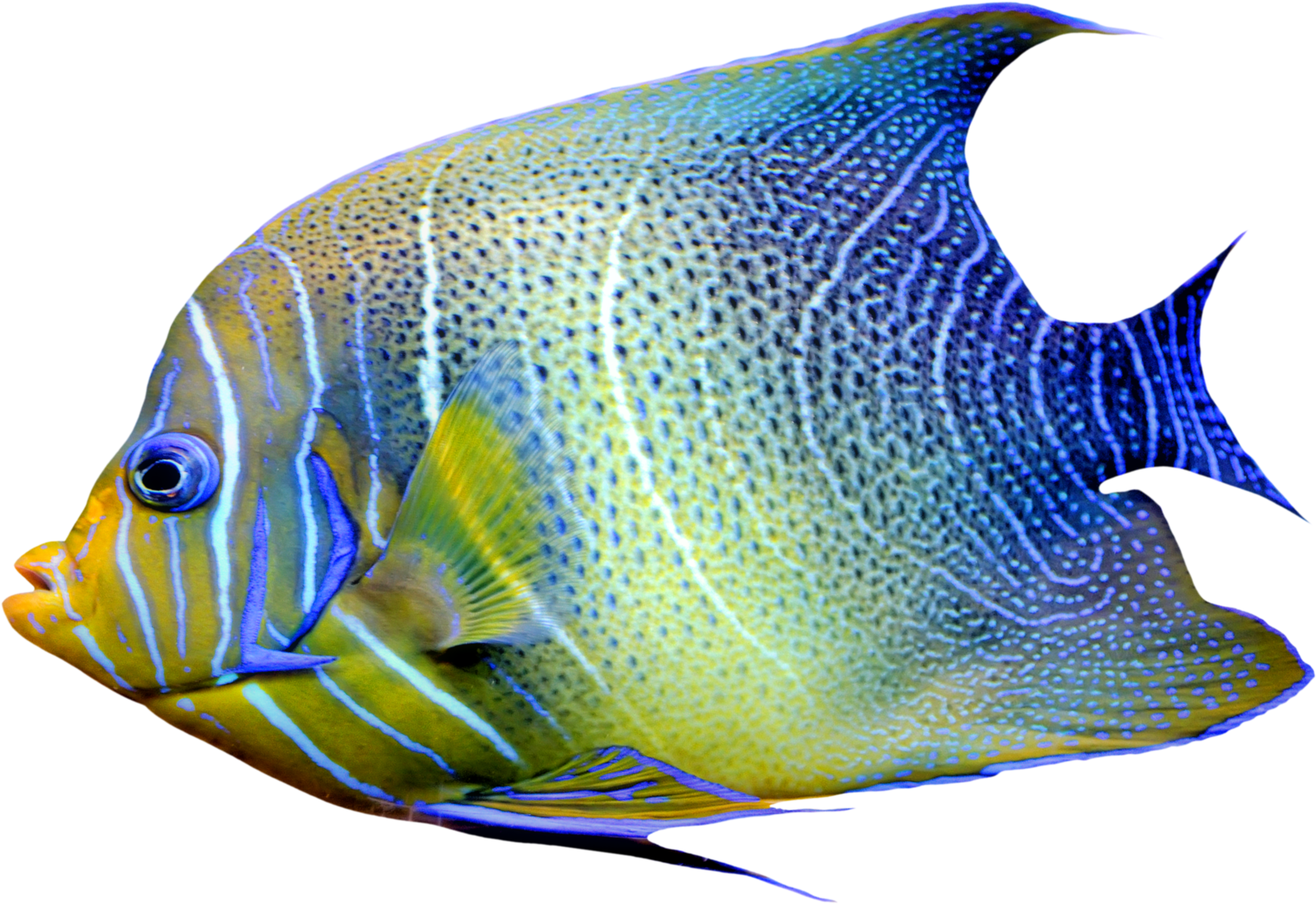 熱帶黃藍神仙魚 壁紙