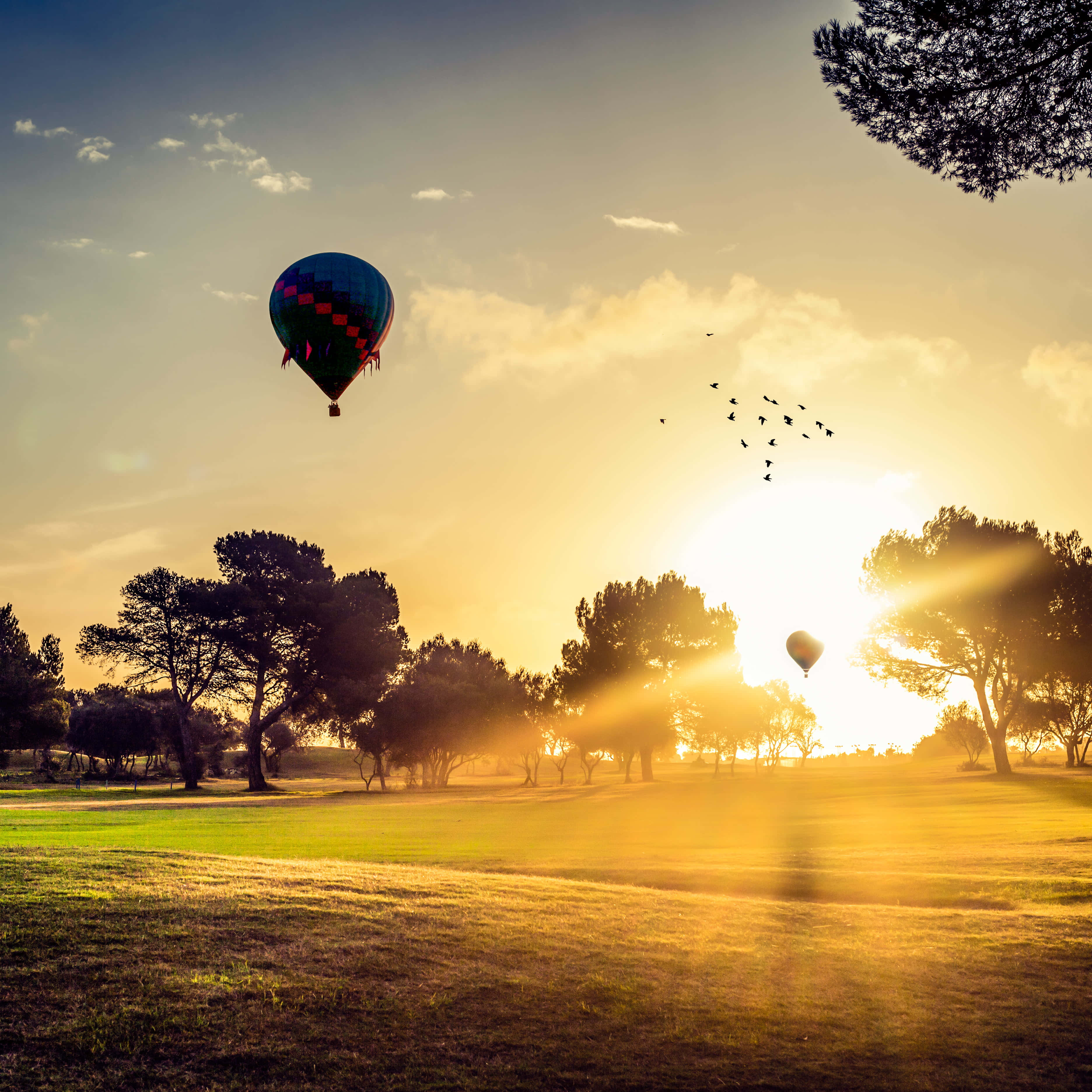Hot Air Balloon 桌布 壁紙 — 熱氣球在日出時漂浮在陽光照耀的田野上，樹木和鳥兒沐浴在金色的光芒中。