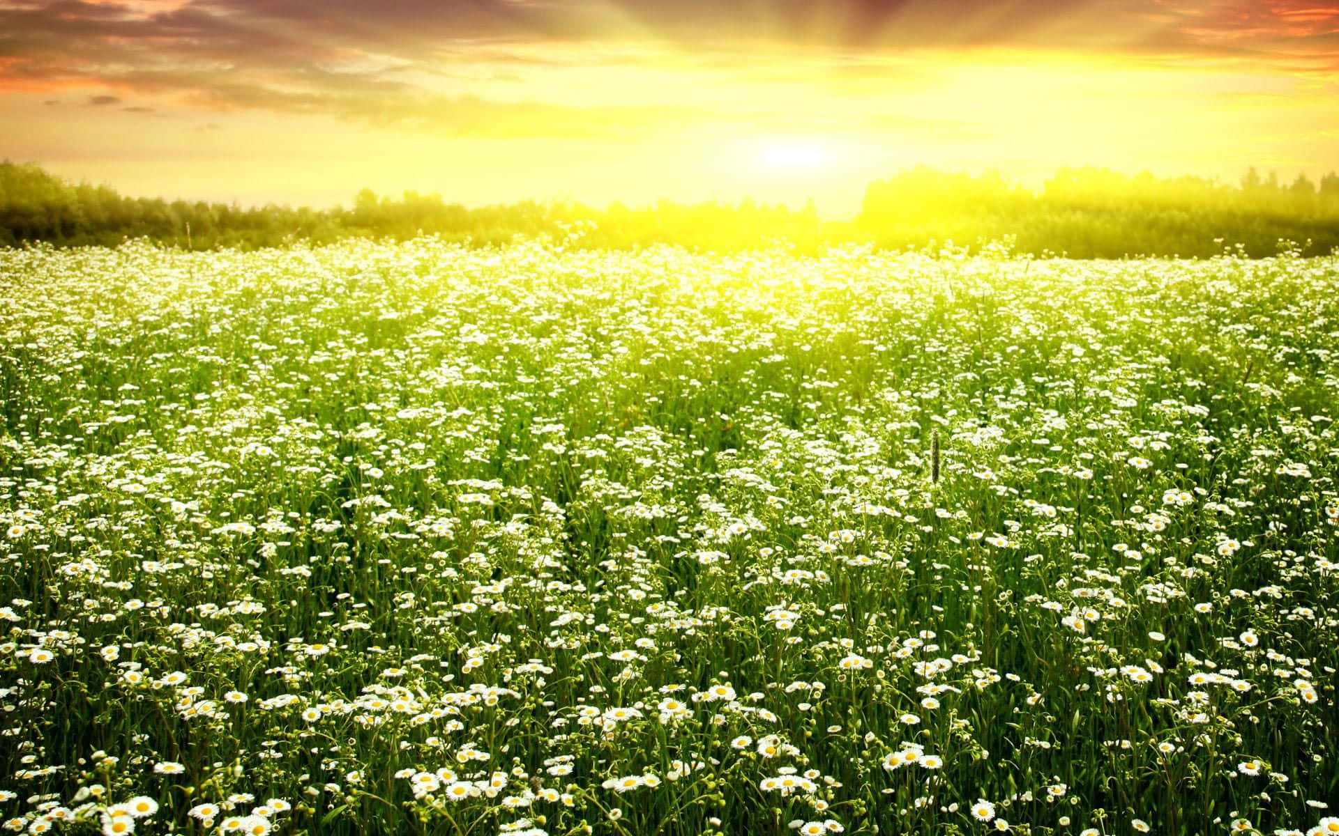Spring Fields 桌布 壁紙 — 燦爛的陽光照射著一片廣闊的白色雛菊田，在溫暖的日落天空下閃耀著金色的光芒。