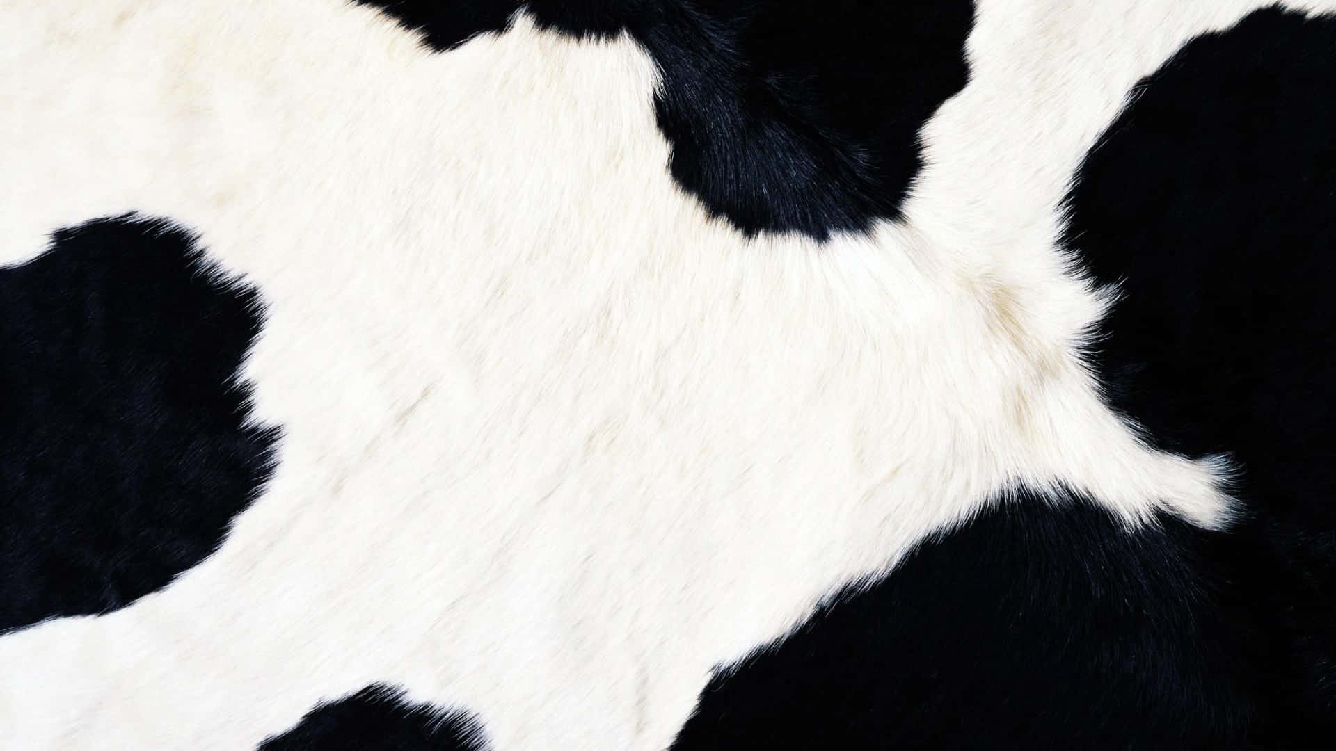 乳牛紋 桌布 壁紙 — 牛皮地毯特寫，帶有醒目的黑白斑塊和柔軟有質感的毛髮。