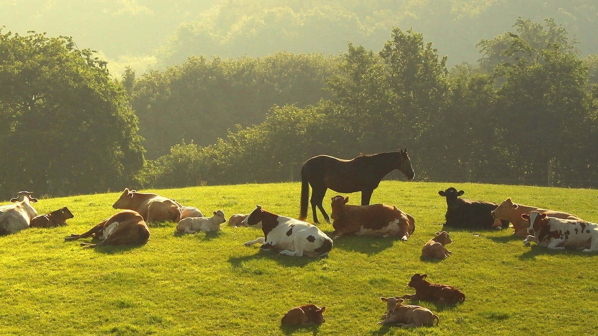 farm animals 桌布 壁紙 — 牛群和小牛在陽光照耀的草地上休息，一匹馬站在附近，金色的晨光穿過樹林。