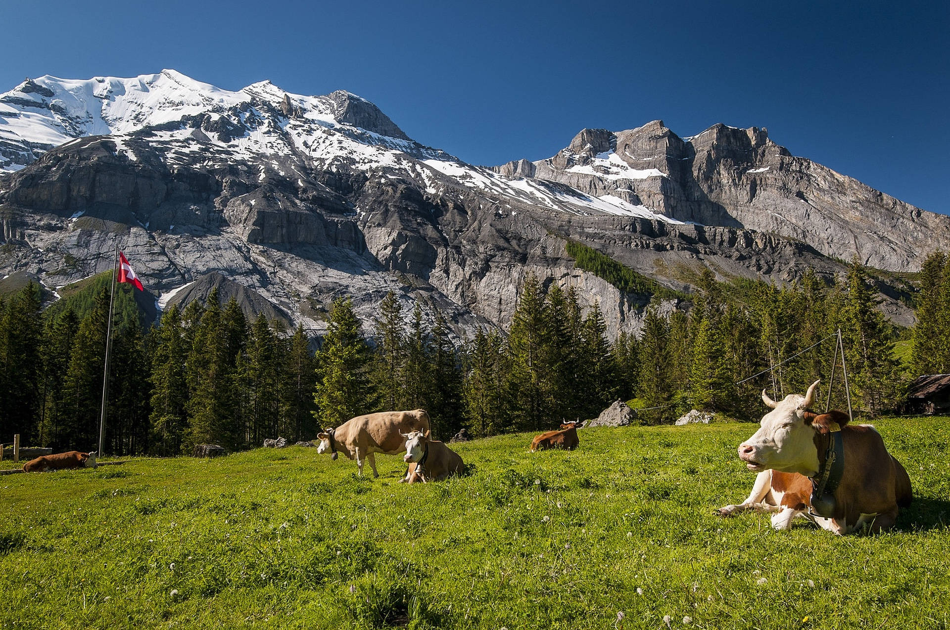Alps 桌布 壁紙 — 牛群在陽光明媚的綠色草地上和平地吃草，背景是高聳的積雪瑞士阿爾卑斯山，一面紅旗飄揚。